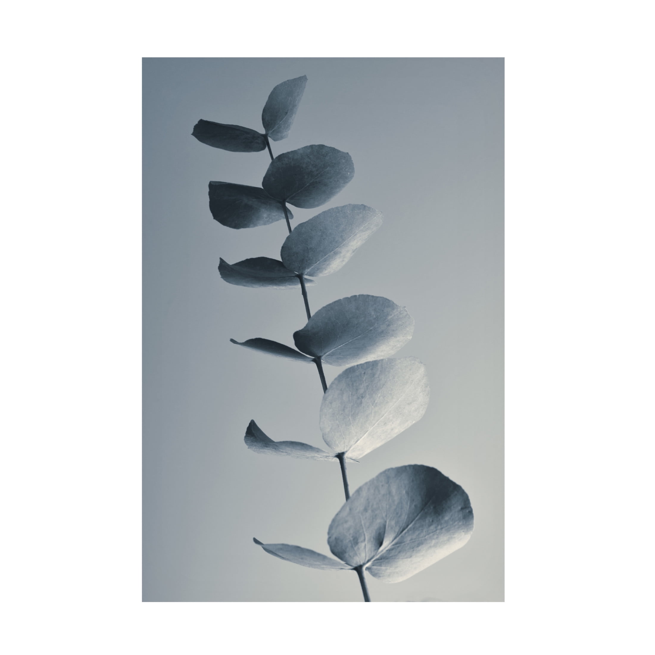 Canvas Wall Art - Heidi Westum 'Fragrant Leaves' Wall Art for Living Room, Bedroom, or Office Décor by Trademark Fine Art - 30 x 47 Inches
