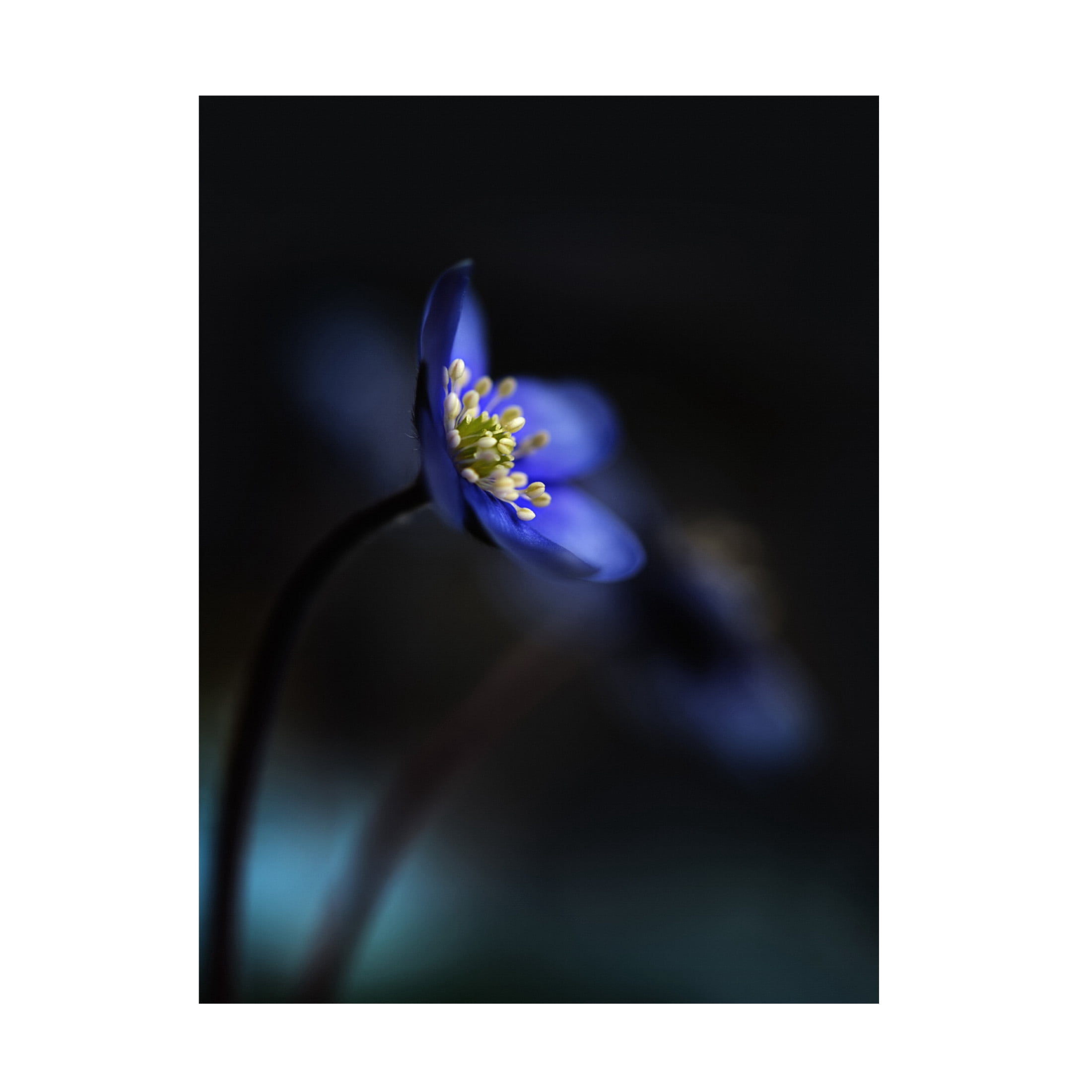 Canvas Wall Art - Heidi Westum 'Hepatica Nobilis Ll' Wall Art for Living Room, Bedroom, or Office D?cor by Trademark Fine Art - 35 x 47 Inches