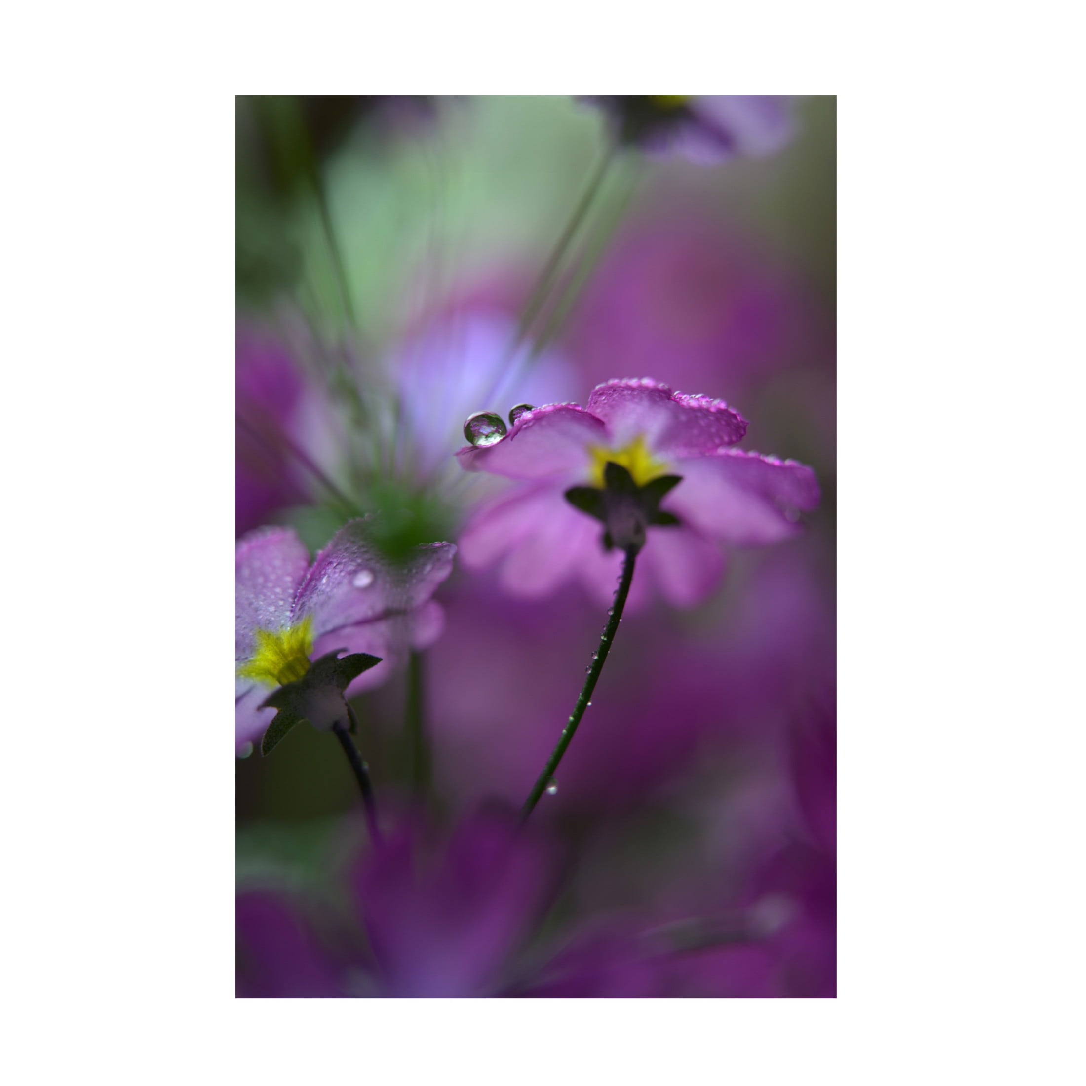 Canvas Wall Art - Heidi Westum 'In Pink Surroundings' Wall Art for Living Room, Bedroom, or Office Décor by Trademark Fine Art - 22 x 32 Inches