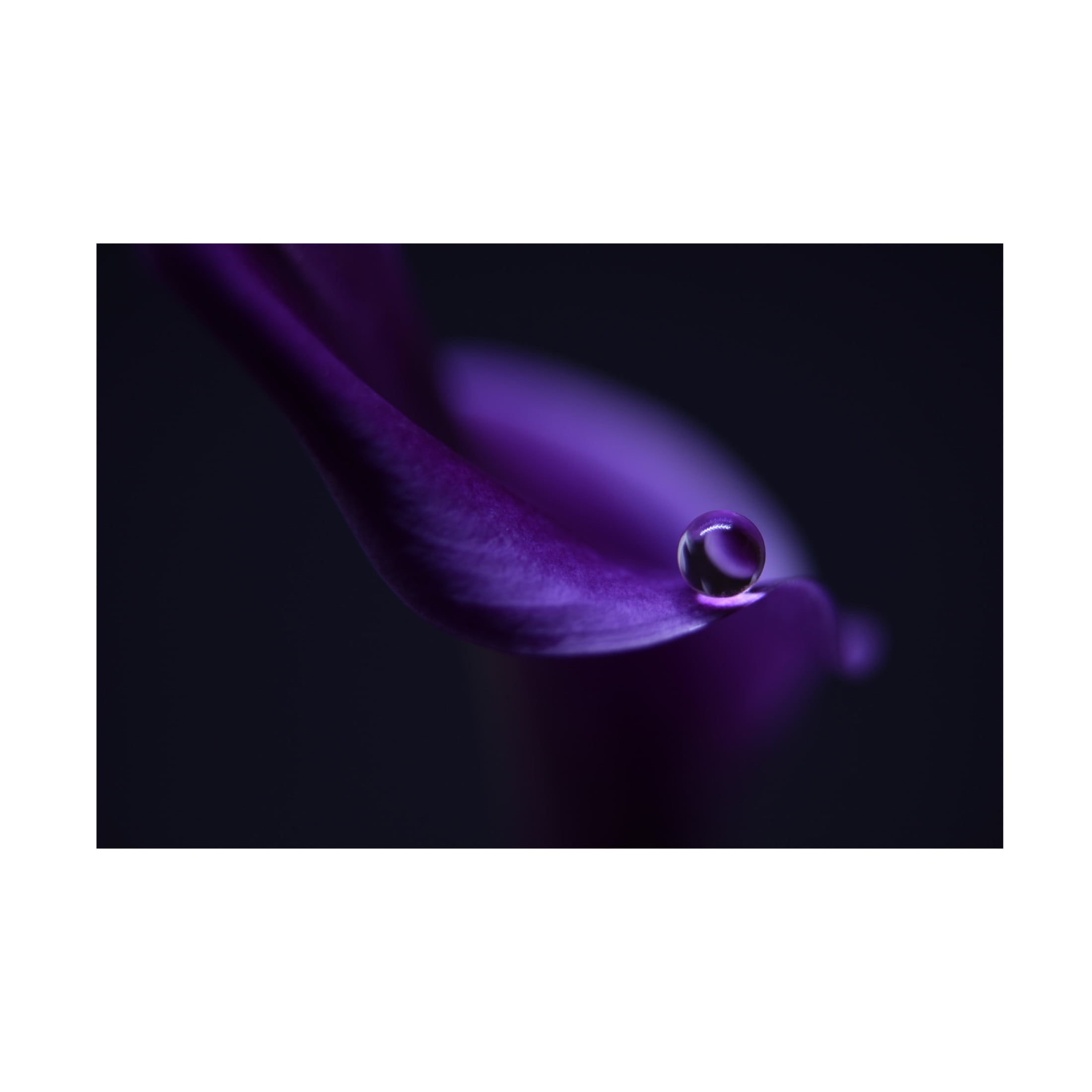 Canvas Wall Art - Heidi Westum 'Kala`S Pearl Ll' Wall Art for Living Room, Bedroom, or Office Décor by Trademark Fine Art - 32 x 22 Inches