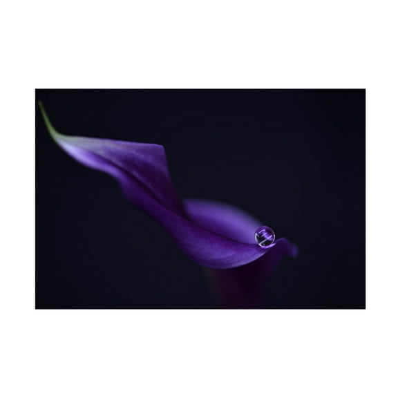 Canvas Wall Art - Heidi Westum 'Kala`S Pearl Lll' Wall Art for Living Room, Bedroom, or Office Décor by Trademark Fine Art - 19 x 12 Inches