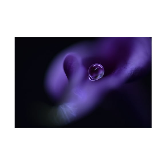 Canvas Wall Art - Heidi Westum 'Kala`S Pearl' Wall Art for Living Room, Bedroom, or Office Décor by Trademark Fine Art - 19 x 12 Inches