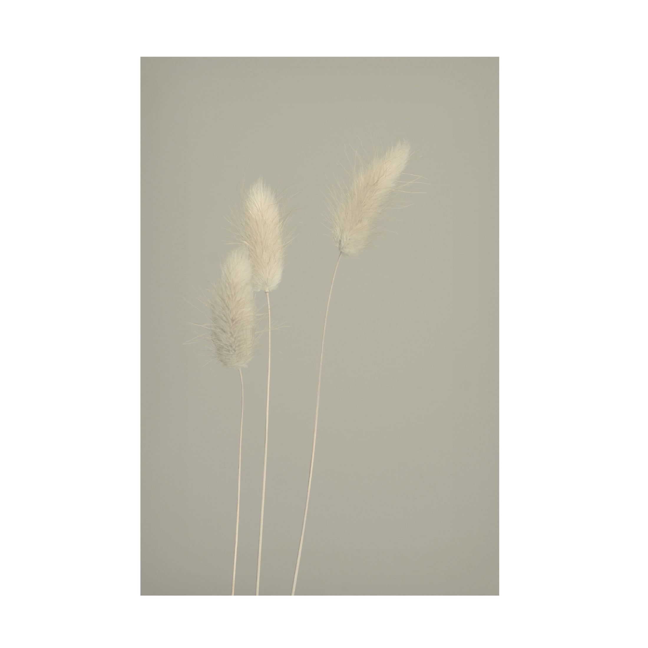 Canvas Wall Art - Heidi Westum 'Pale Trio' Wall Art for Living Room, Bedroom, or Office Décor by Trademark Fine Art - 30 x 47 Inches