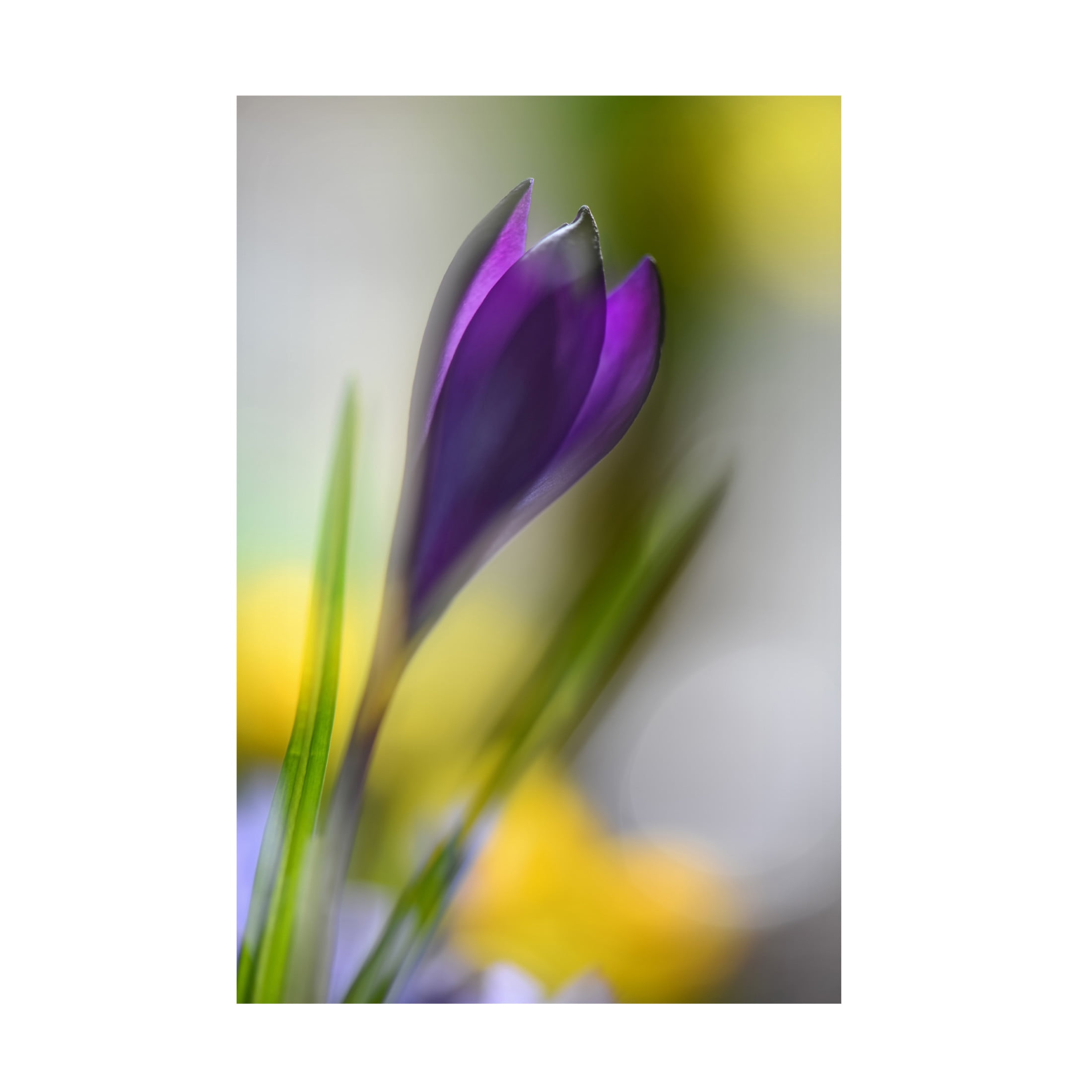 Canvas Wall Art - Heidi Westum 'Sunbeam' Wall Art for Living Room, Bedroom, or Office D?cor by Trademark Fine Art - 22 x 32 Inches