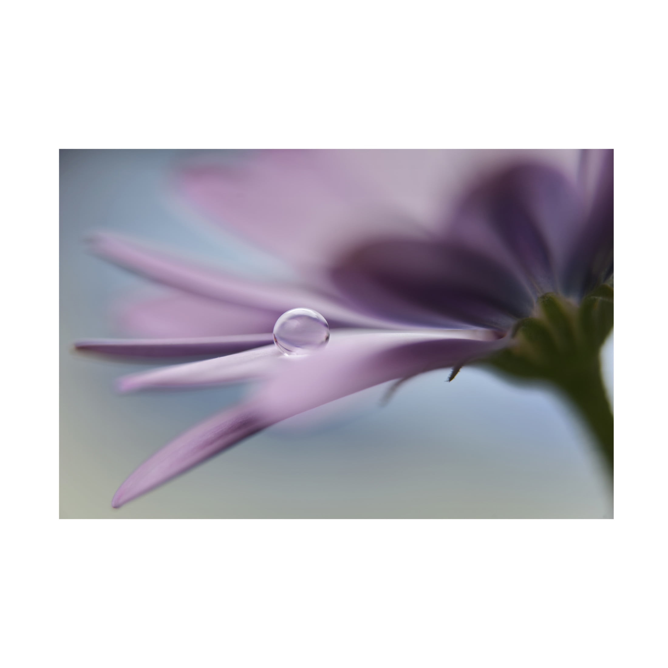 Canvas Wall Art - Heidi Westum 'The Peaceful Drop' Wall Art for Living Room, Bedroom, or Office Décor by Trademark Fine Art - 32 x 22 Inches