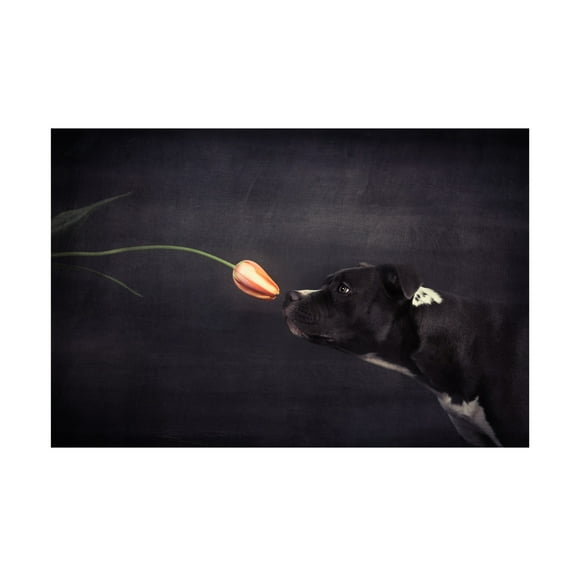 Canvas Wall Art - Heike Willers 'First Approach - Hildegard And The Tulip' Wall Art for Living Room, Bedroom, or Office Décor by Trademark Fine Art - 19 x 12 Inches