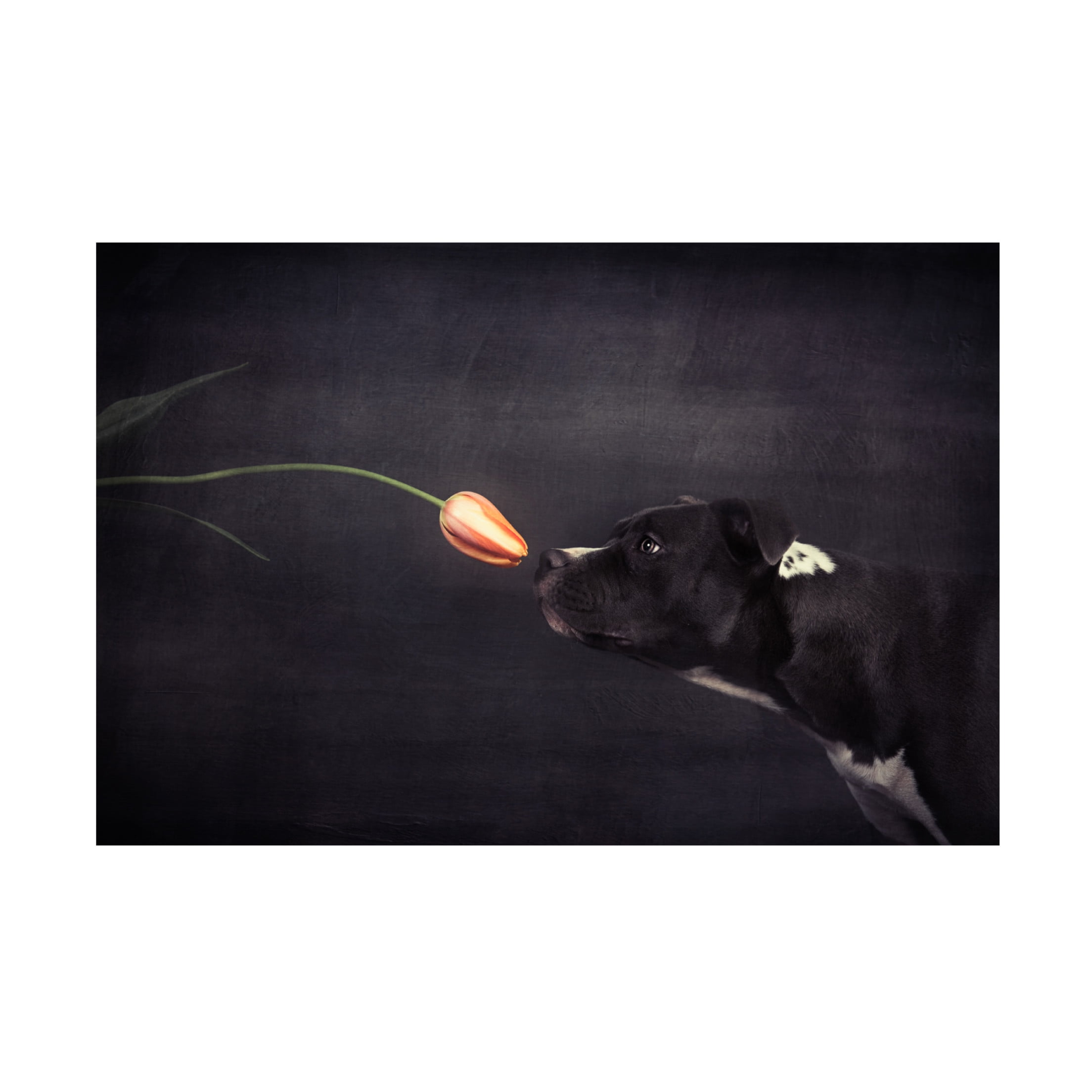 Canvas Wall Art - Heike Willers 'First Approach - Hildegard And The Tulip' Wall Art for Living Room, Bedroom, or Office Décor by Trademark Fine Art - 32 x 22 Inches