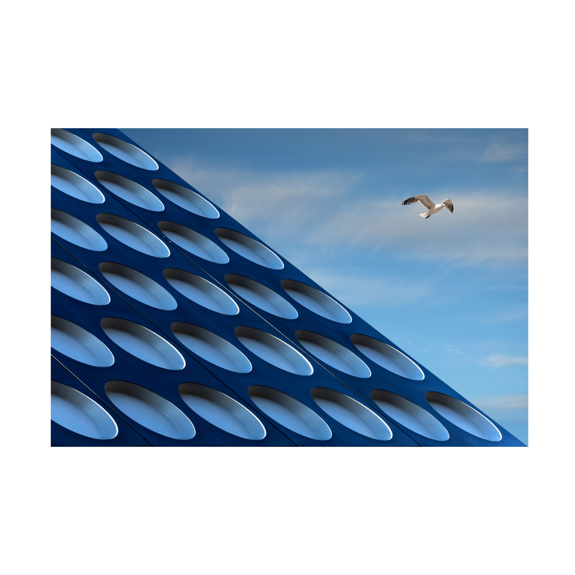 Canvas Wall Art - Henk van Maastricht 'The Seagull' Wall Art for Living Room, Bedroom, or Office Décor by Trademark Fine Art - 47 x 30 Inches