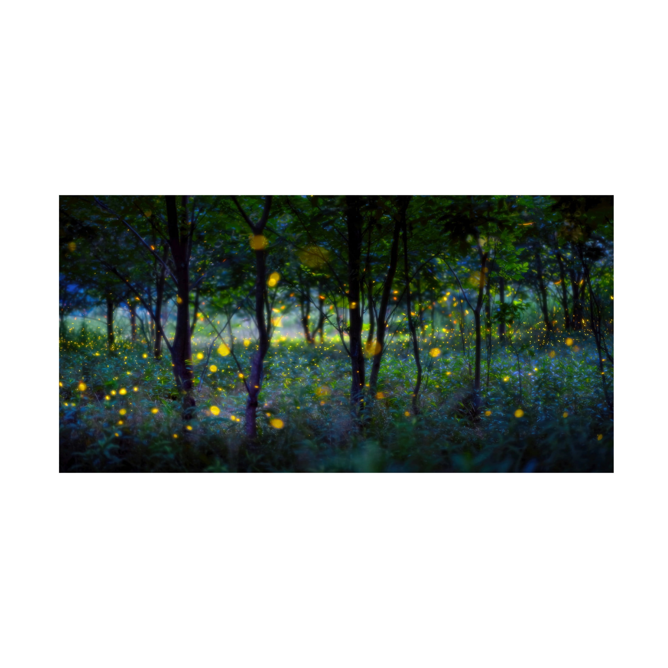 Canvas Wall Art - Hua Zhu 'Magic Fireflies' Wall Art for Living Room, Bedroom, or Office D?cor by Trademark Fine Art - 24 x 12 Inches
