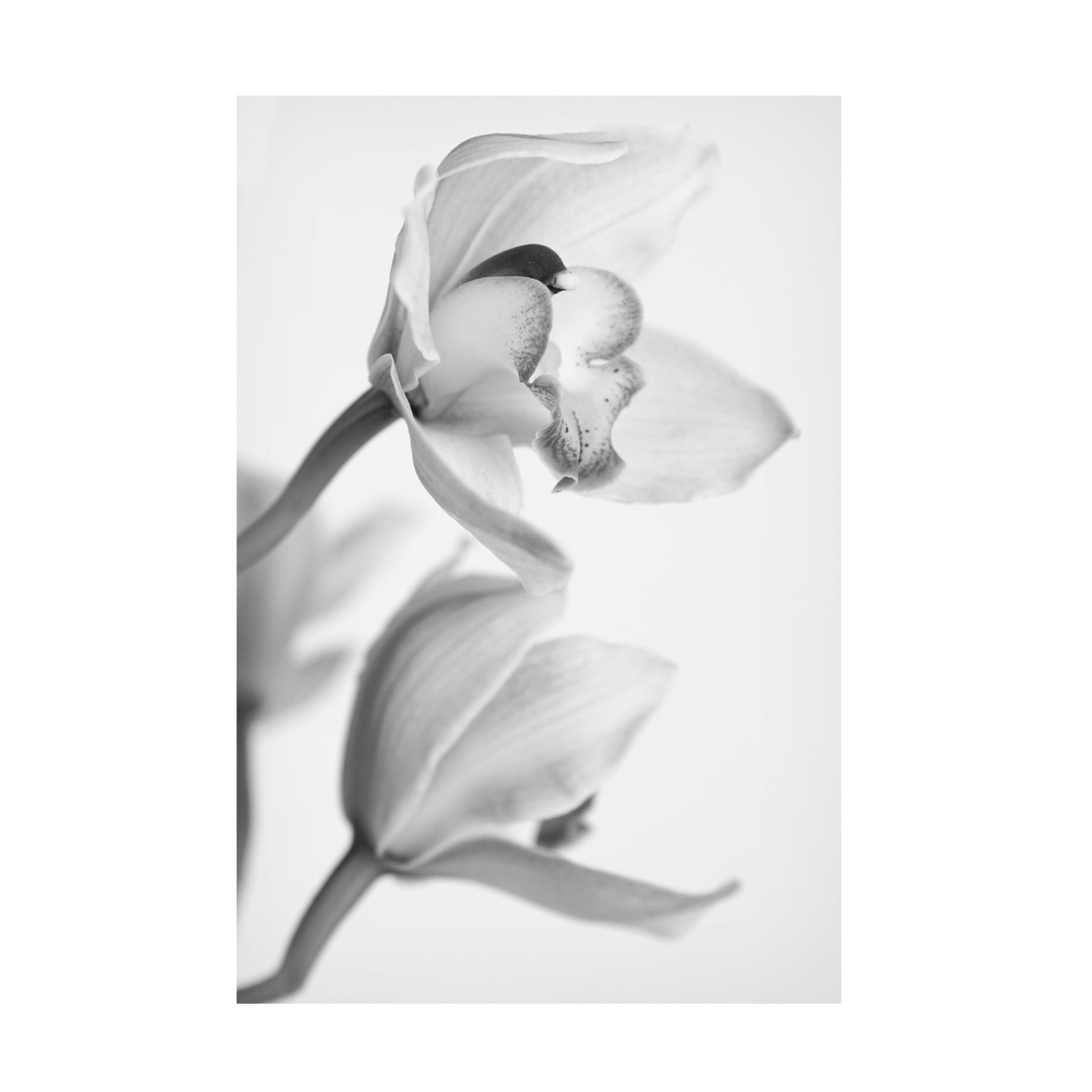 Canvas Wall Art - Igor Mandich 'Orchid' Wall Art for Living Room, Bedroom, or Office Décor by Trademark Fine Art - 30 x 47 Inches