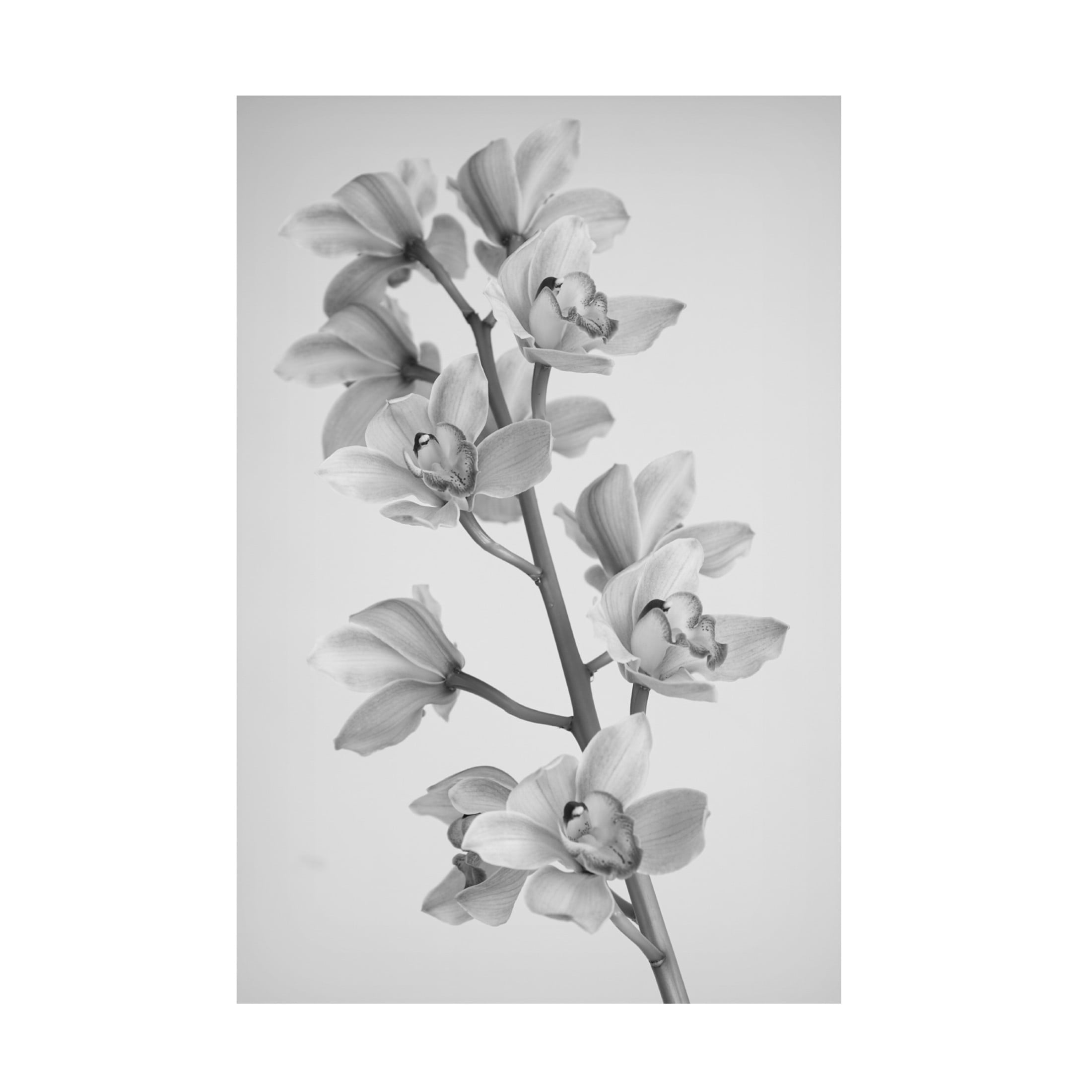 Canvas Wall Art - Igor Mandich 'Wild Orchid' Wall Art for Living Room, Bedroom, or Office Décor by Trademark Fine Art - 30 x 47 Inches