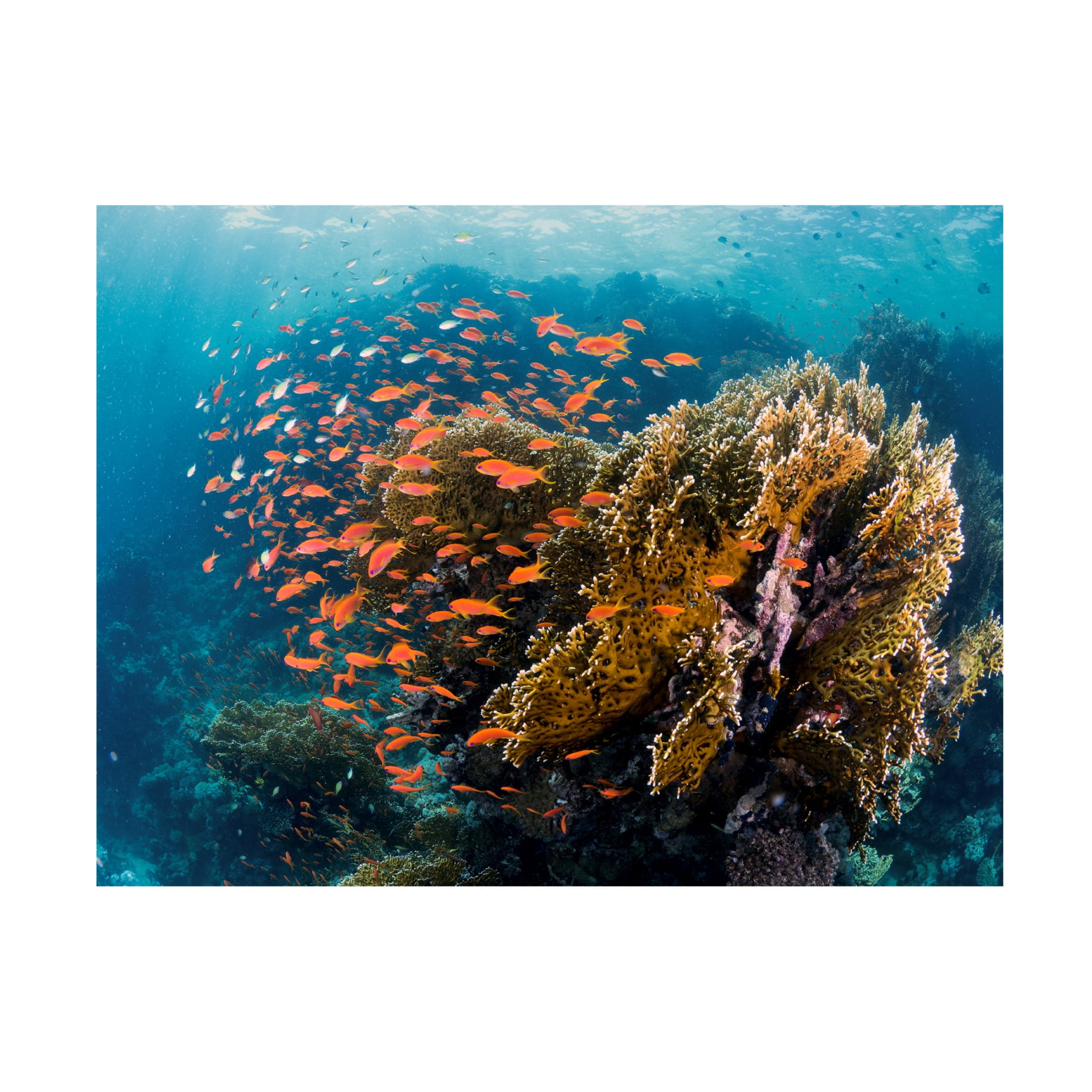 Canvas Wall Art - Ilan Ben Tov 'Reefscape' Wall Art for Living Room, Bedroom, or Office Décor by Trademark Fine Art - 19 x 14 Inches