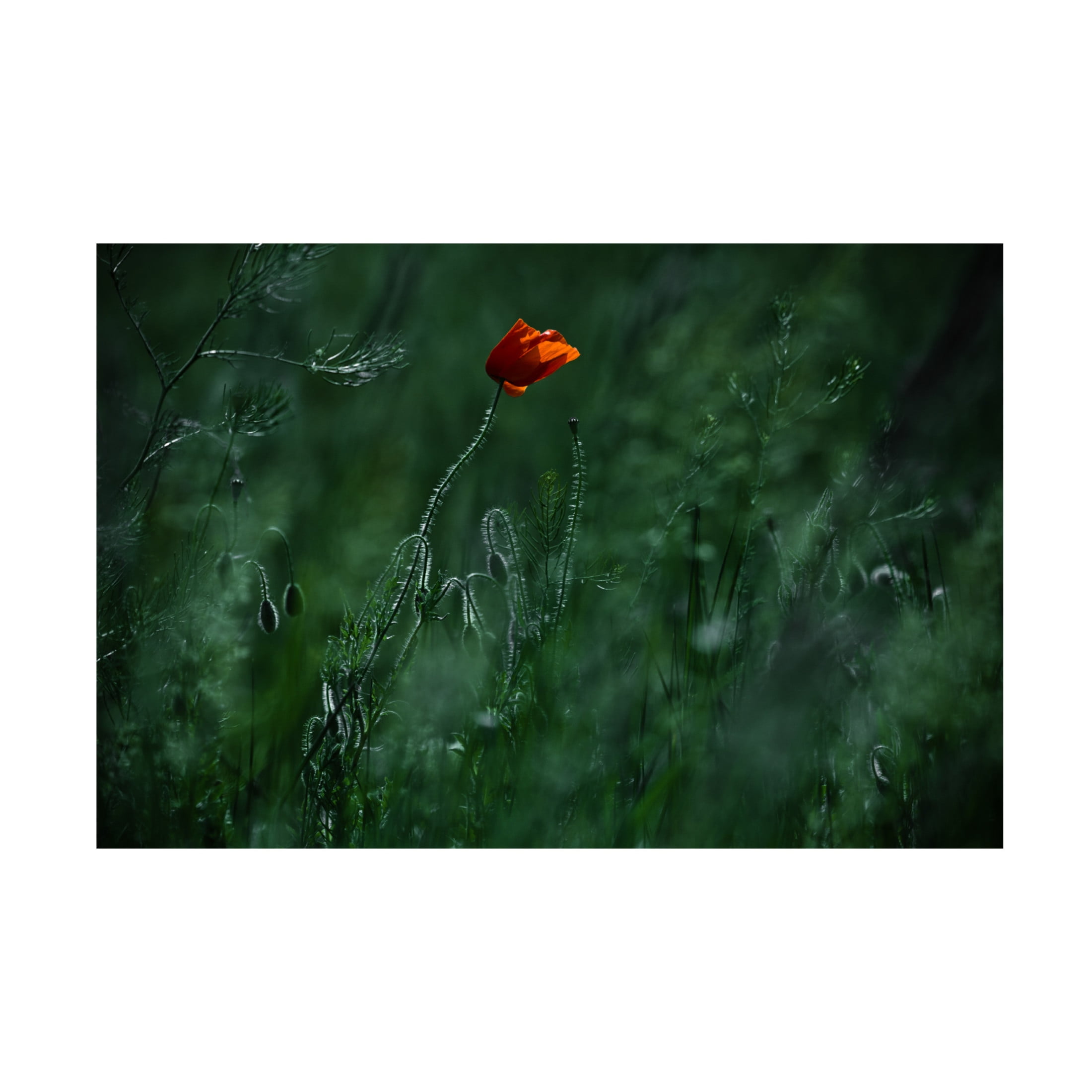 Canvas Wall Art - Ildiko Neer 'Blow Me Away ' Wall Art for Living Room, Bedroom, or Office Décor by Trademark Fine Art - 19 x 12 Inches