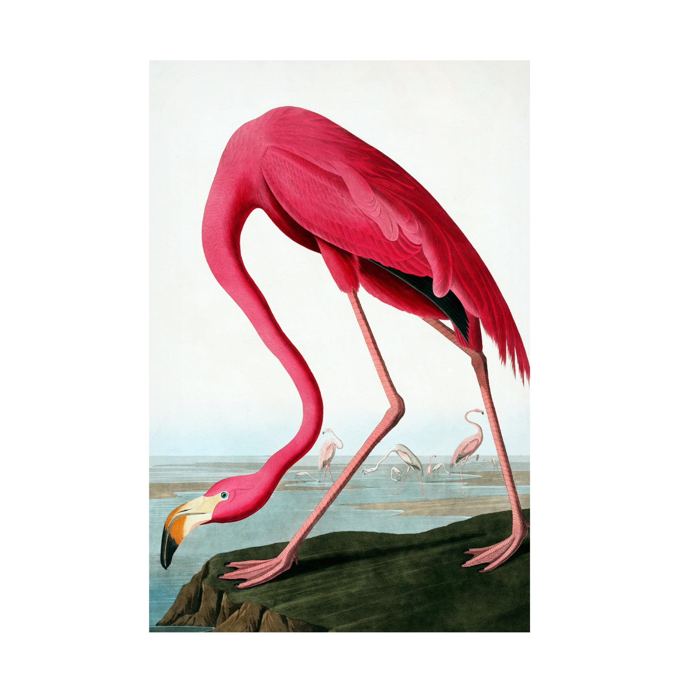 Canvas Wall Art - Incado 'Flamingo' Wall Art for Living Room, Bedroom, or Office Décor by Trademark Fine Art - 16 x 24 Inches