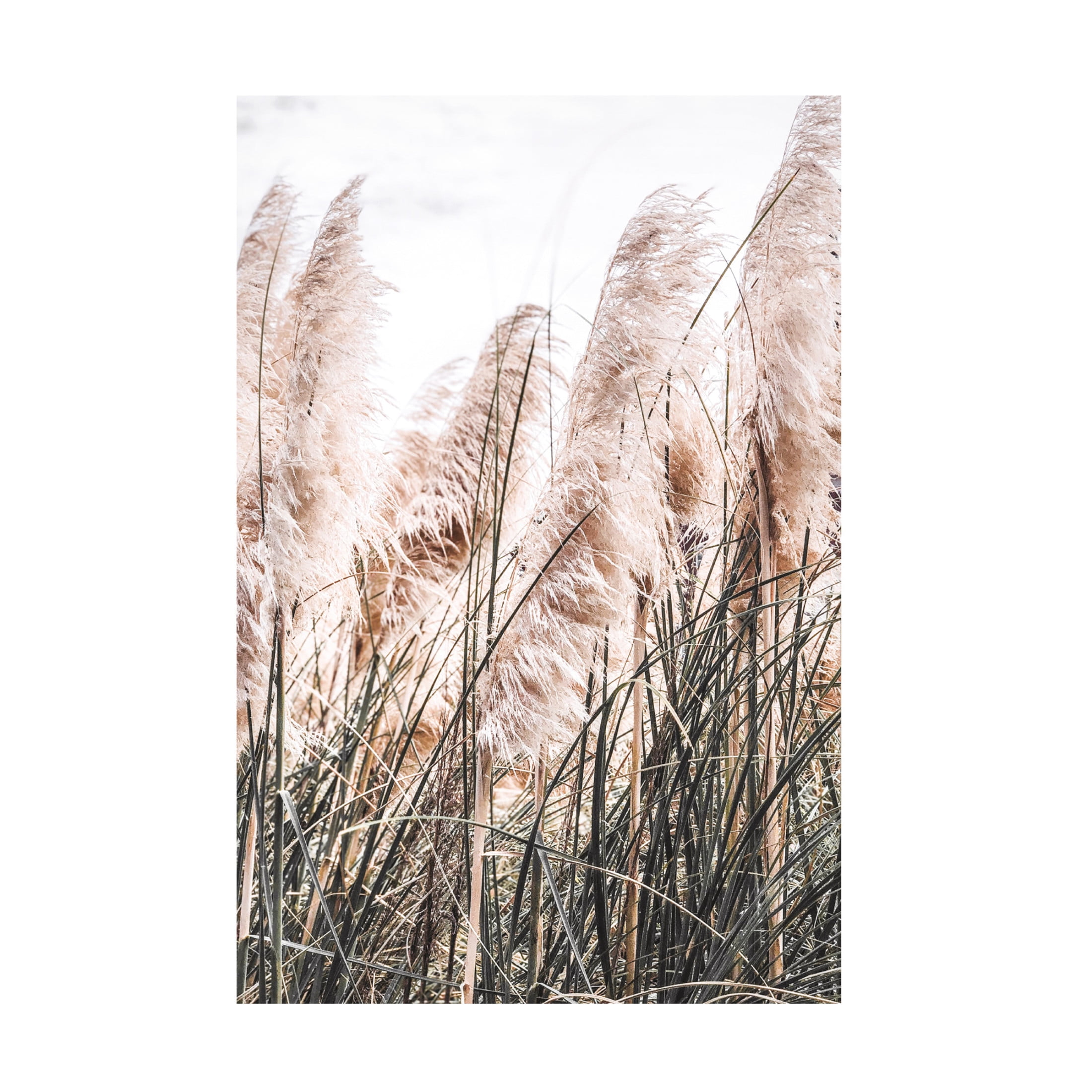 Canvas Wall Art - Incado 'Pampas' Wall Art for Living Room, Bedroom, or Office Décor by Trademark Fine Art - 22 x 32 Inches