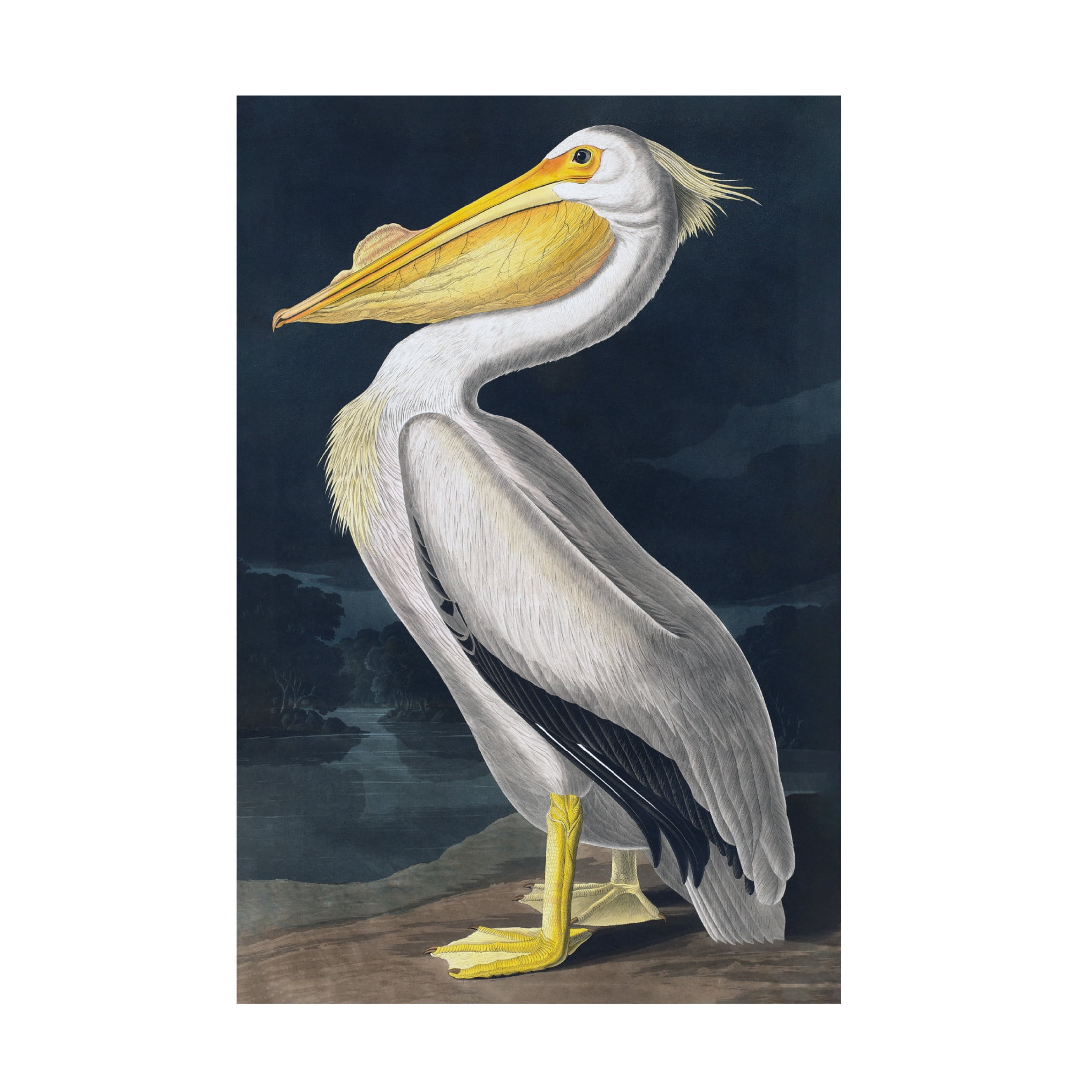 Canvas Wall Art - Incado 'Pelican' Wall Art for Living Room, Bedroom, or Office Décor by Trademark Fine Art - 22 x 32 Inches