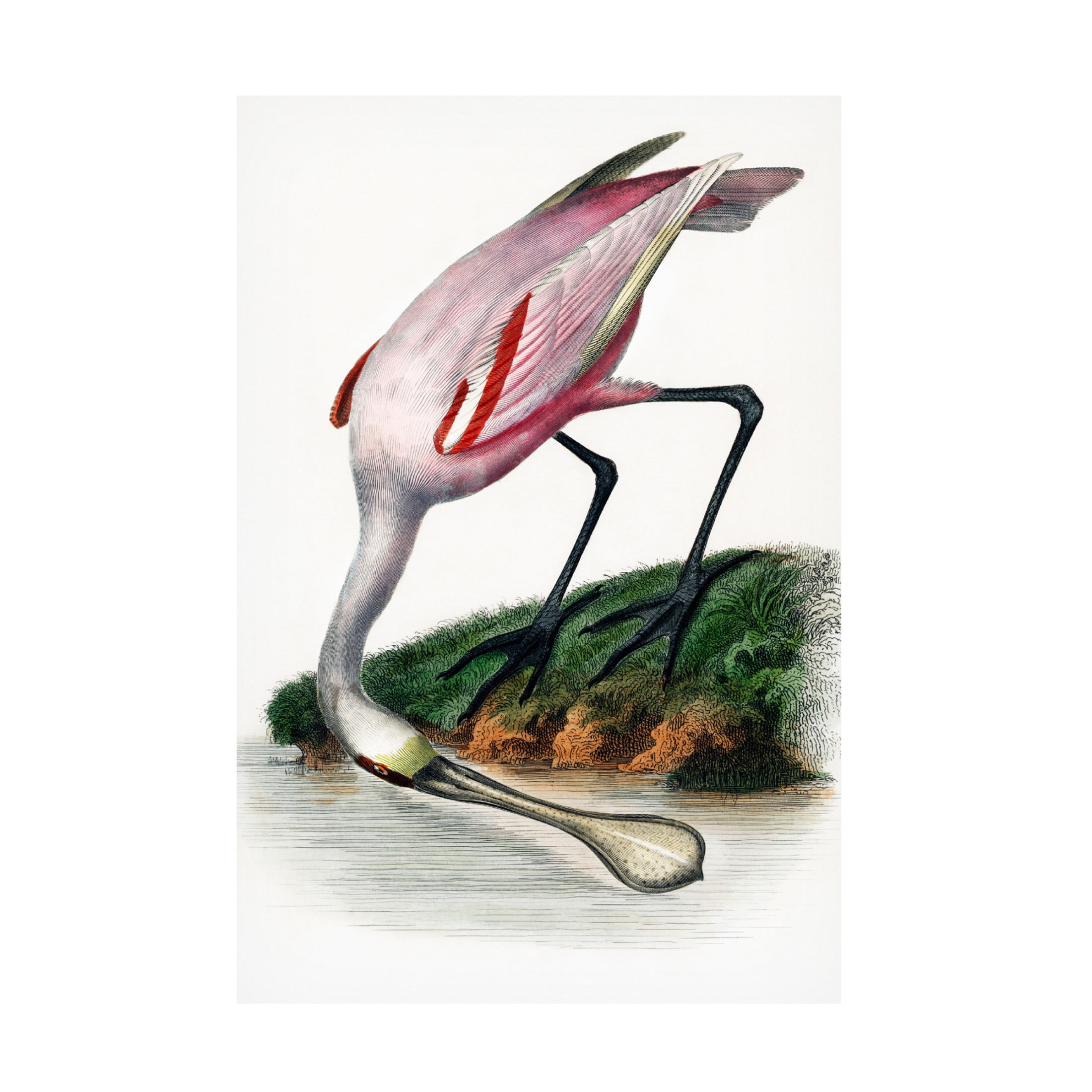 Canvas Wall Art - Incado 'Spoonbill' Wall Art for Living Room, Bedroom, or Office Décor by Trademark Fine Art - 22 x 32 Inches