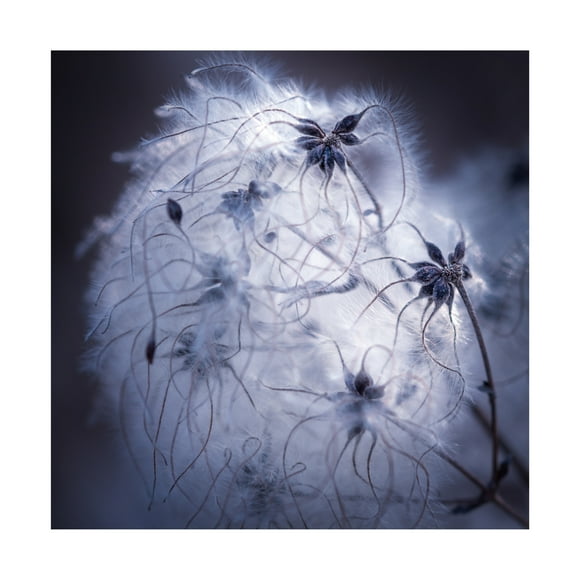 Canvas Wall Art - Ingo Menhard 'Network' Wall Art for Living Room, Bedroom, or Office Décor by Trademark Fine Art - 24 x 24 Inches