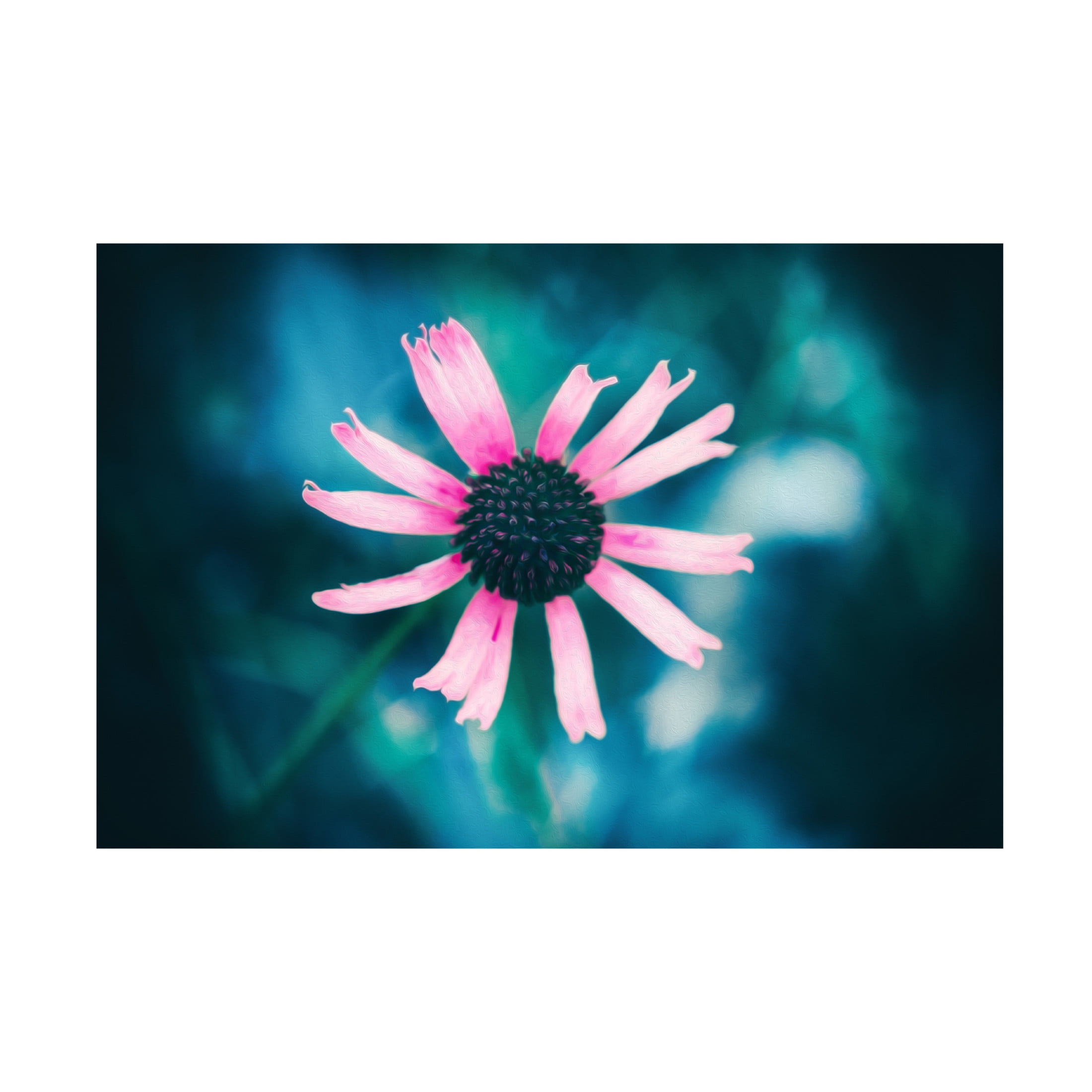 Canvas Wall Art - Ingo Menhard 'Pinky' Wall Art for Living Room, Bedroom, or Office D?cor by Trademark Fine Art - 24 x 16 Inches