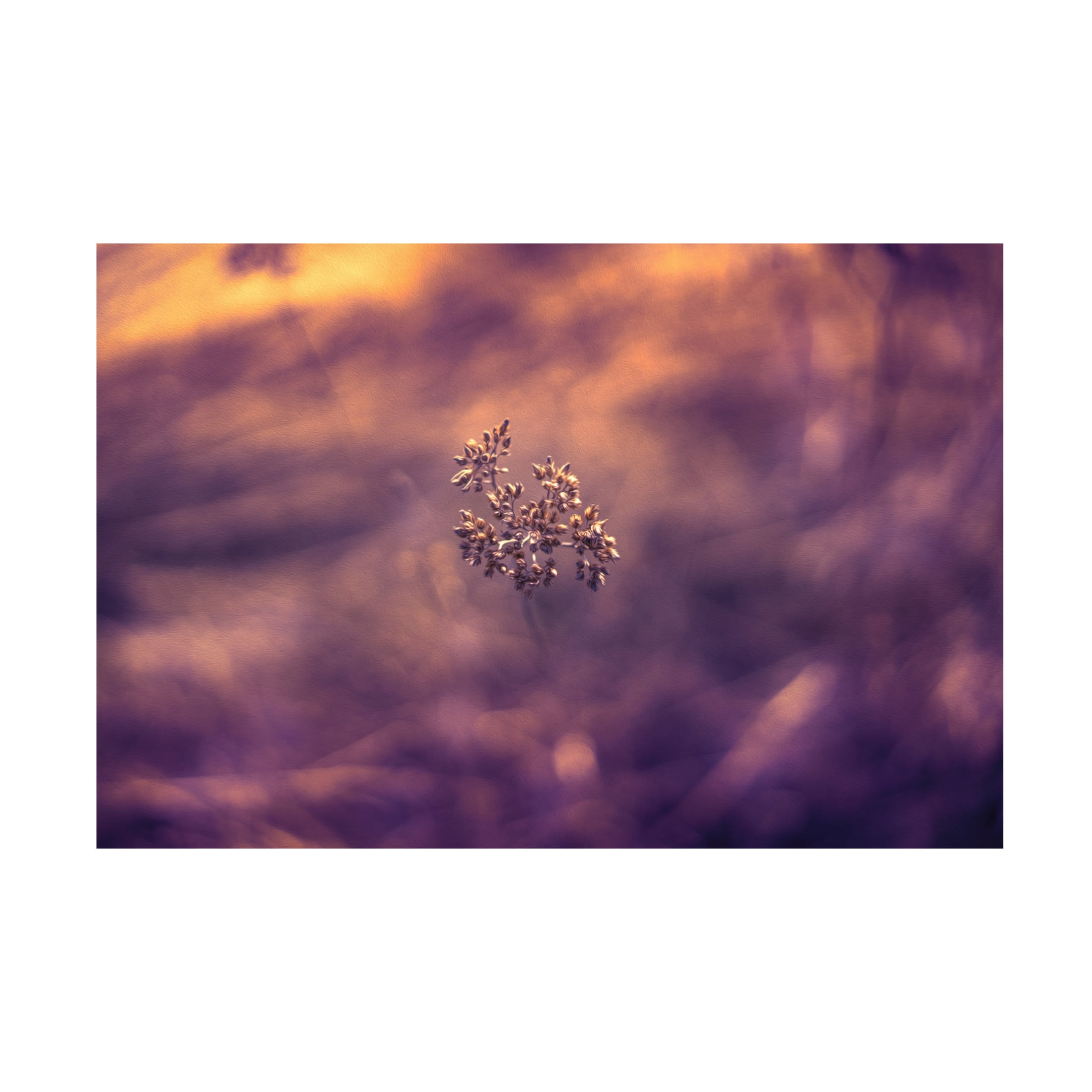Canvas Wall Art - Ingo Menhard 'Violet Life' Wall Art for Living Room, Bedroom, or Office D?cor by Trademark Fine Art - 32 x 22 Inches