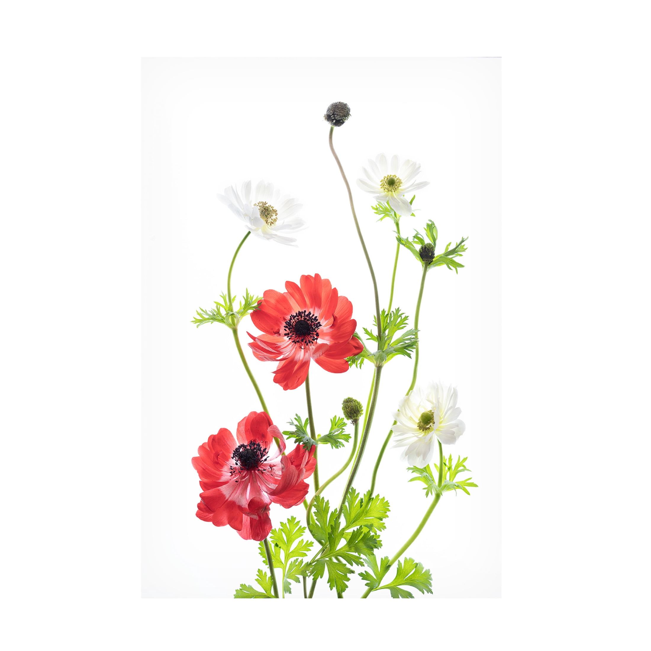 Canvas Wall Art - Ipuravida 'Spring Anemone Family' Wall Art for Living Room, Bedroom, or Office Décor by Trademark Fine Art - 16 x 24 Inches