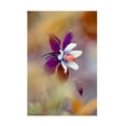 thumbnail image 1 of Canvas Wall Art - Jacky Parker 'Columbine' Wall Art for Living Room, Bedroom, or Office Décor by Trademark Fine Art - 30 x 47 Inches, 1 of 4
