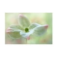 thumbnail image 1 of Canvas Wall Art - Jacky Parker 'Cornus Kousa' Wall Art for Living Room, Bedroom, or Office D?cor by Trademark Fine Art - 32 x 22 Inches, 1 of 4