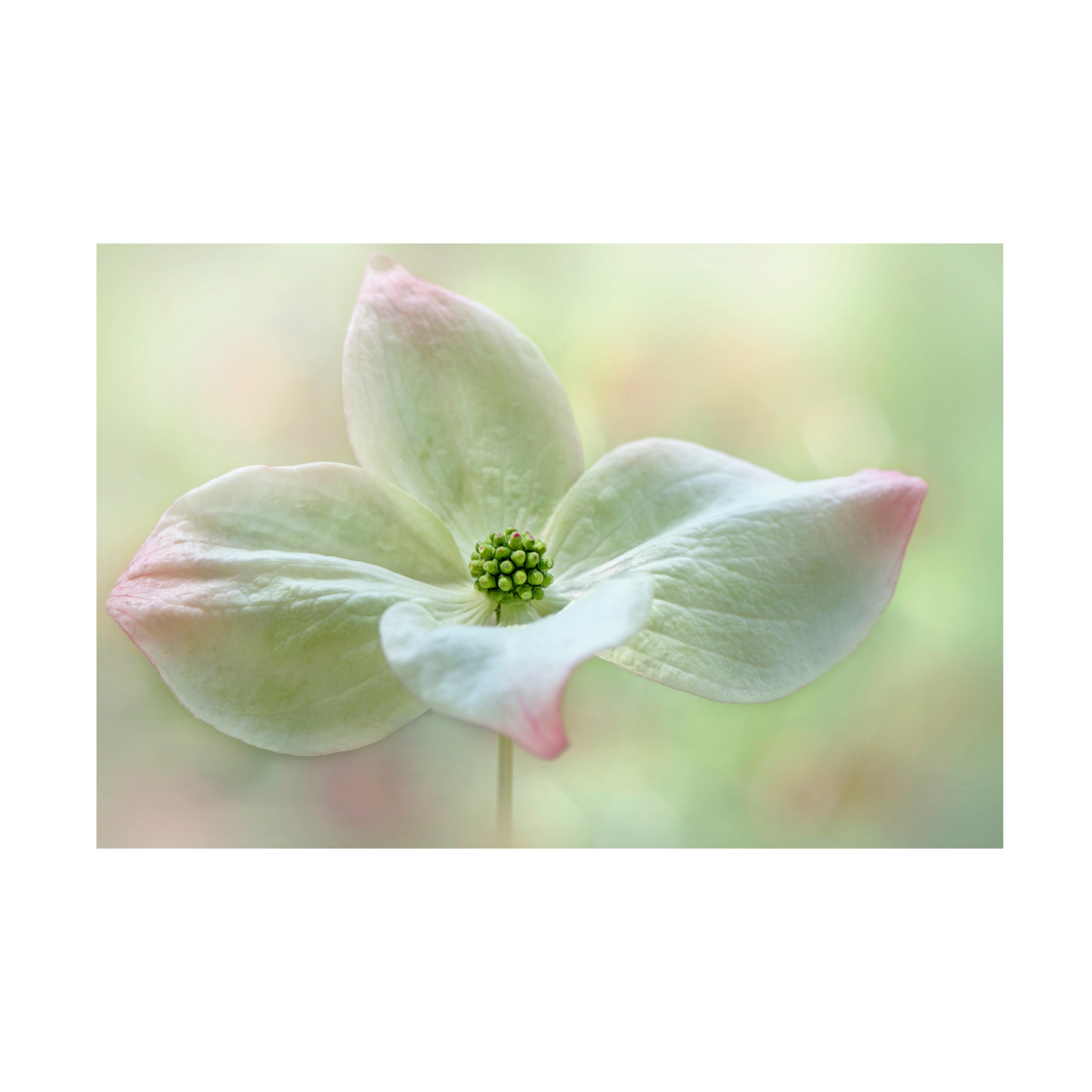Canvas Wall Art - Jacky Parker 'Cornus Kousa' Wall Art for Living Room, Bedroom, or Office D?cor by Trademark Fine Art - 47 x 30 Inches