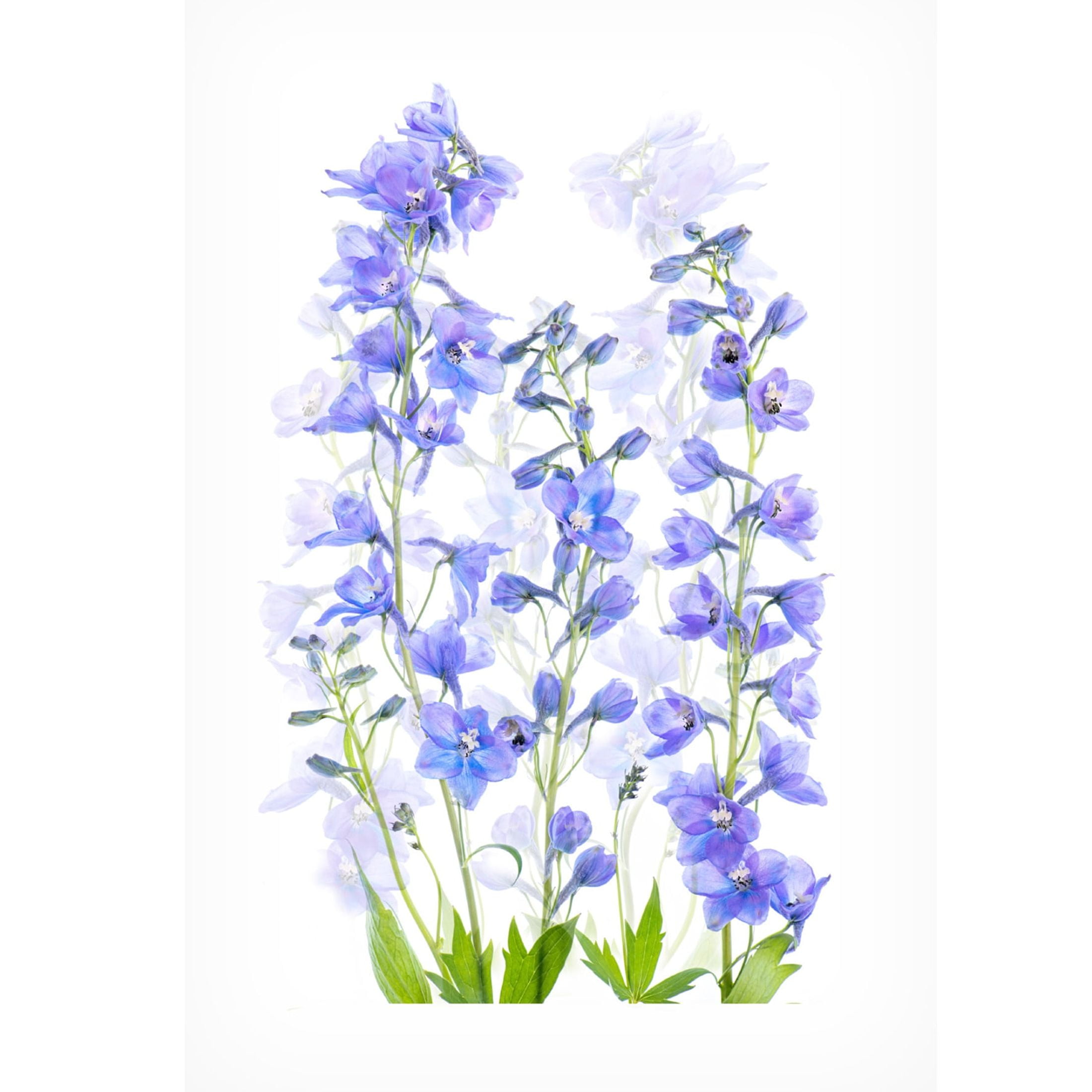 Canvas Wall Art - Jacky Parker 'Delphinium' Wall Art for Living Room, Bedroom, or Office Décor by Trademark Fine Art - 12 x 19 Inches
