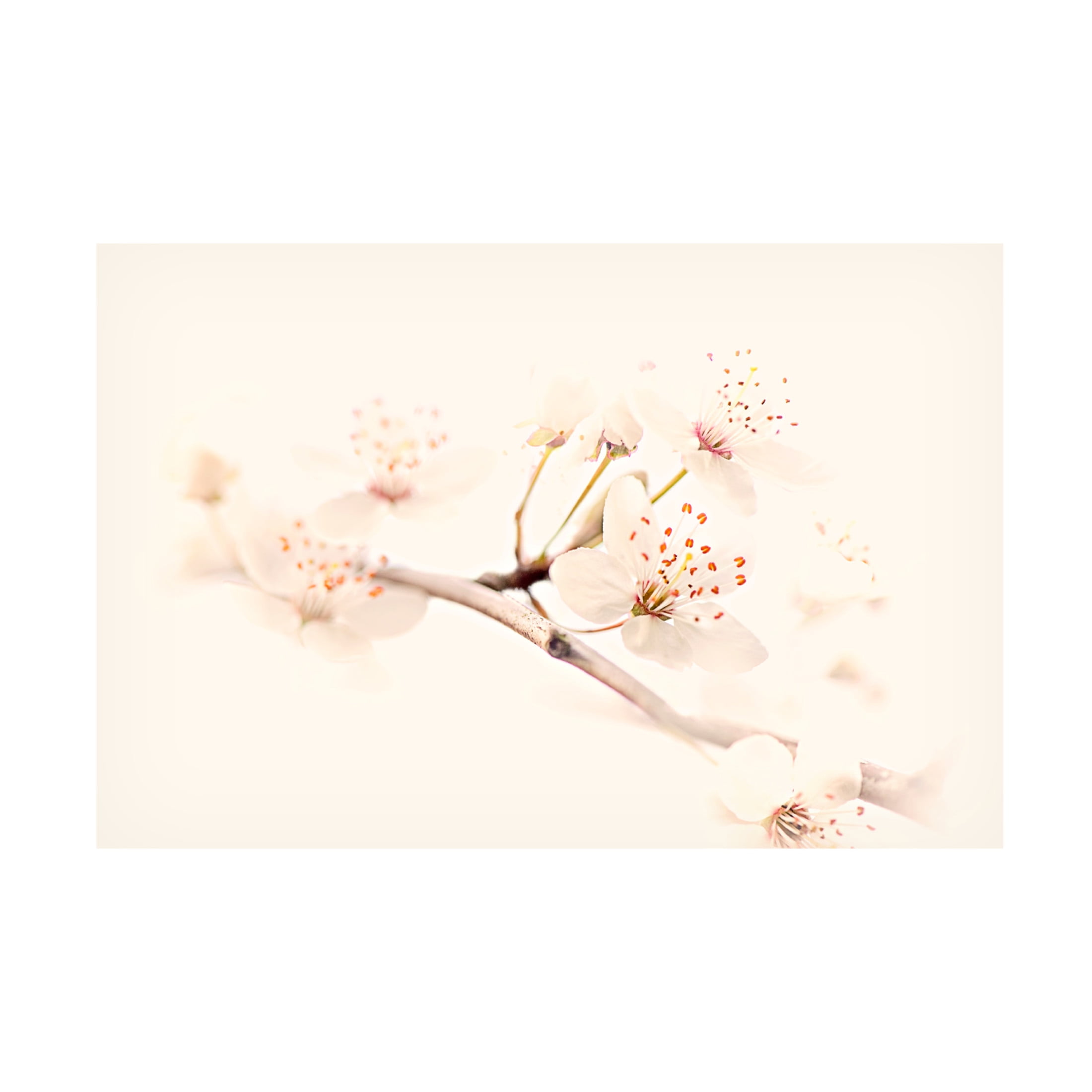 Canvas Wall Art - Jacky Parker 'Harmony Of Spring' Wall Art for Living Room, Bedroom, or Office Décor by Trademark Fine Art - 19 x 12 Inches