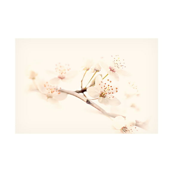 Canvas Wall Art - Jacky Parker 'Harmony Of Spring' Wall Art for Living Room, Bedroom, or Office Décor by Trademark Fine Art - 19 x 12 Inches