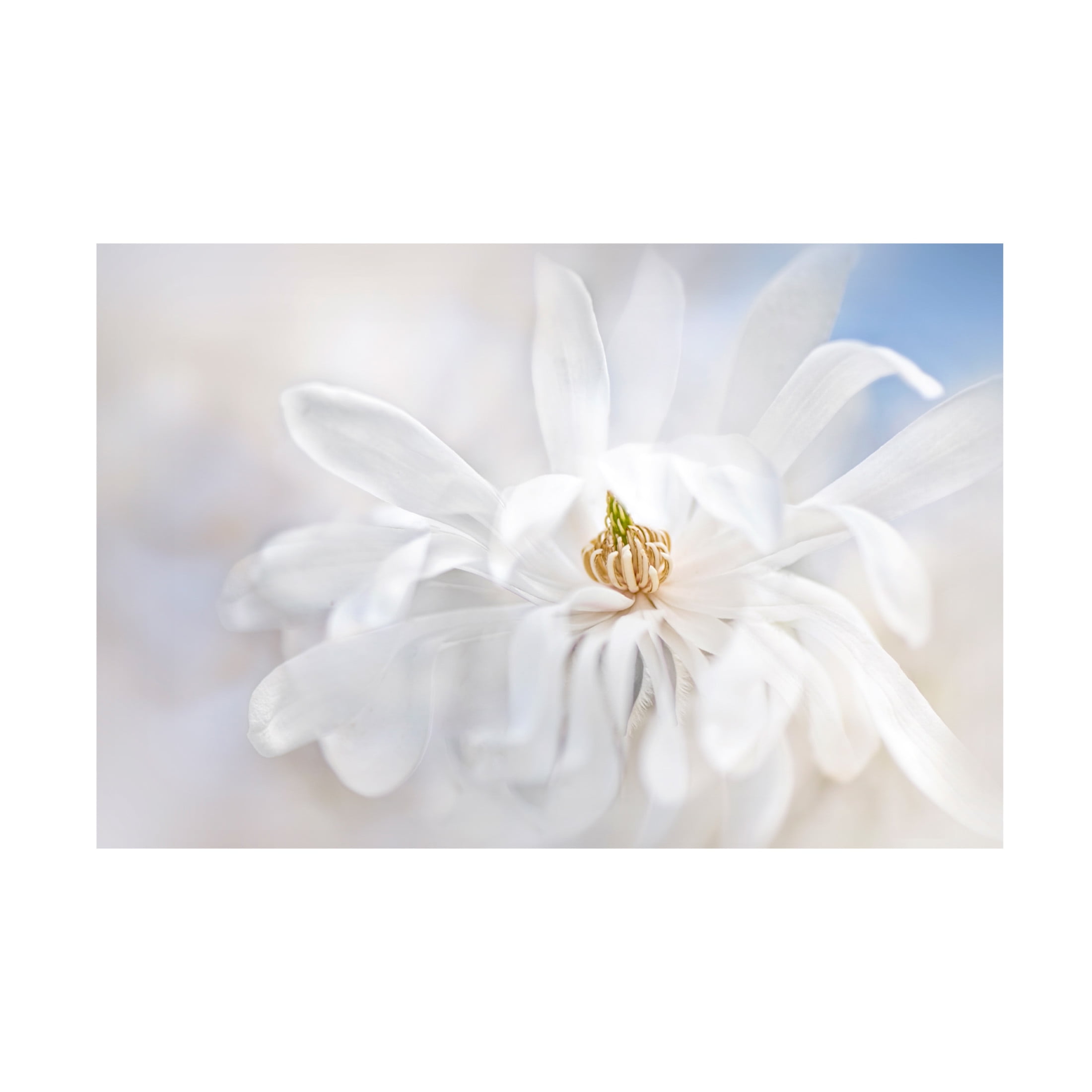Canvas Wall Art - Jacky Parker 'Magnolia Stellarta' Wall Art for Living Room, Bedroom, or Office D?cor by Trademark Fine Art - 47 x 30 Inches