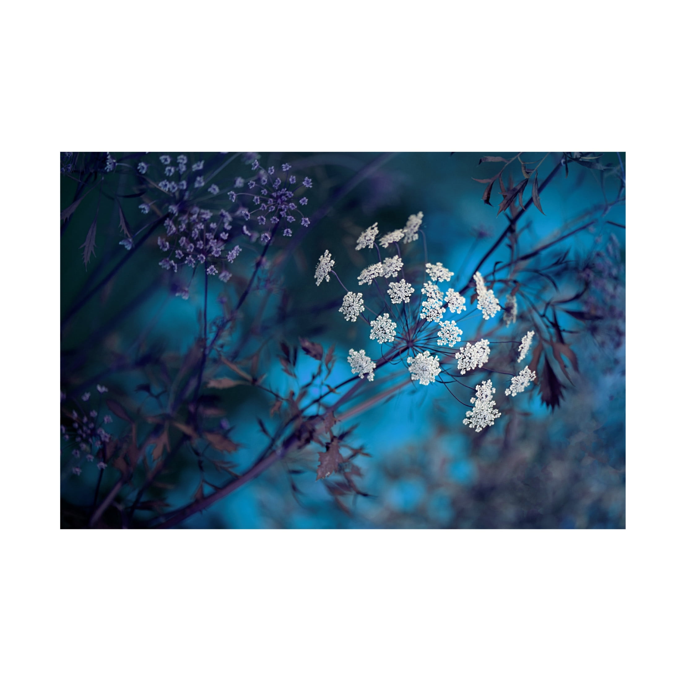 Canvas Wall Art - Jacky Parker 'Queen Annes Lace' Wall Art for Living Room, Bedroom, or Office D?cor by Trademark Fine Art - 32 x 22 Inches