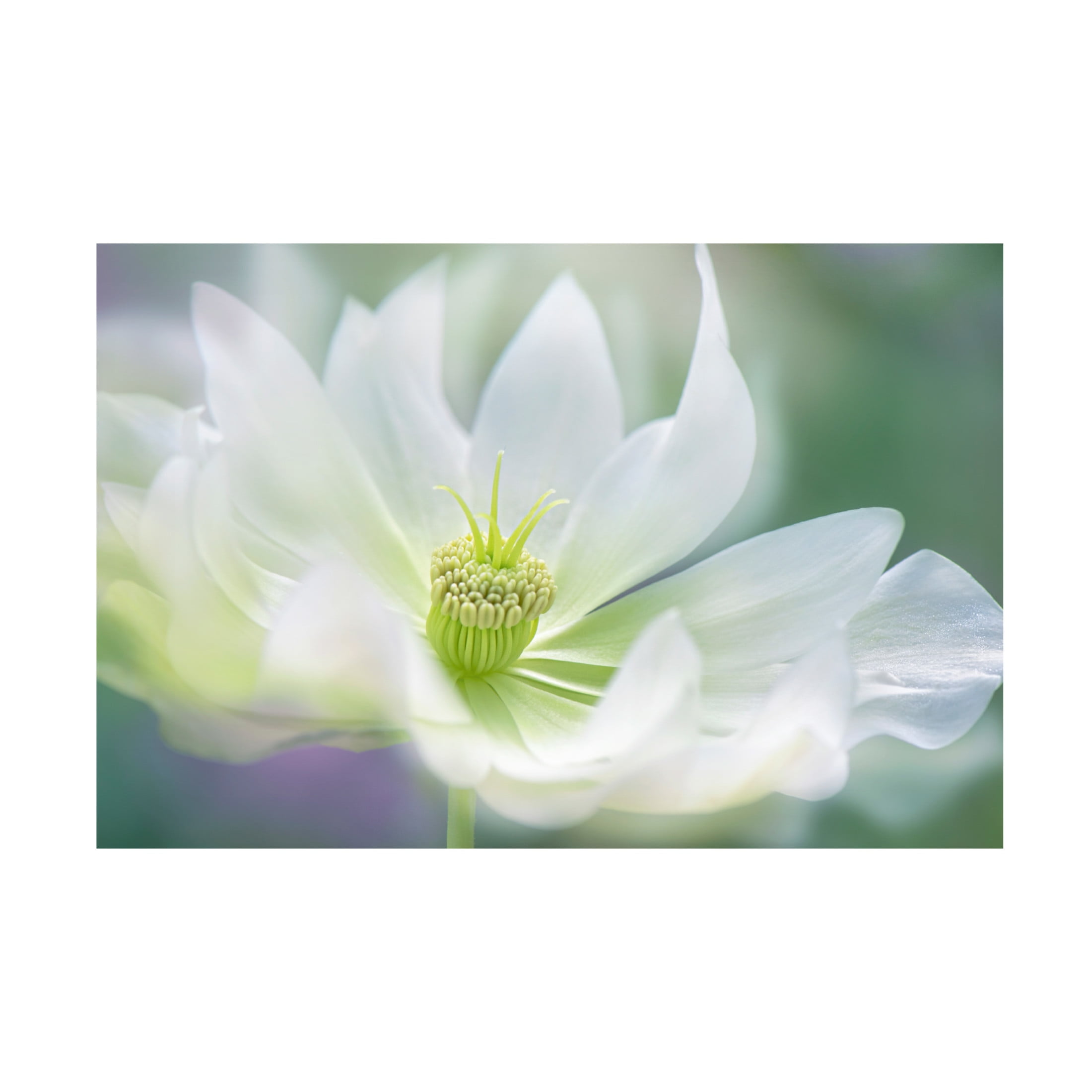 Canvas Wall Art - Jacky Parker 'Serene' Wall Art for Living Room, Bedroom, or Office D?cor by Trademark Fine Art - 24 x 16 Inches