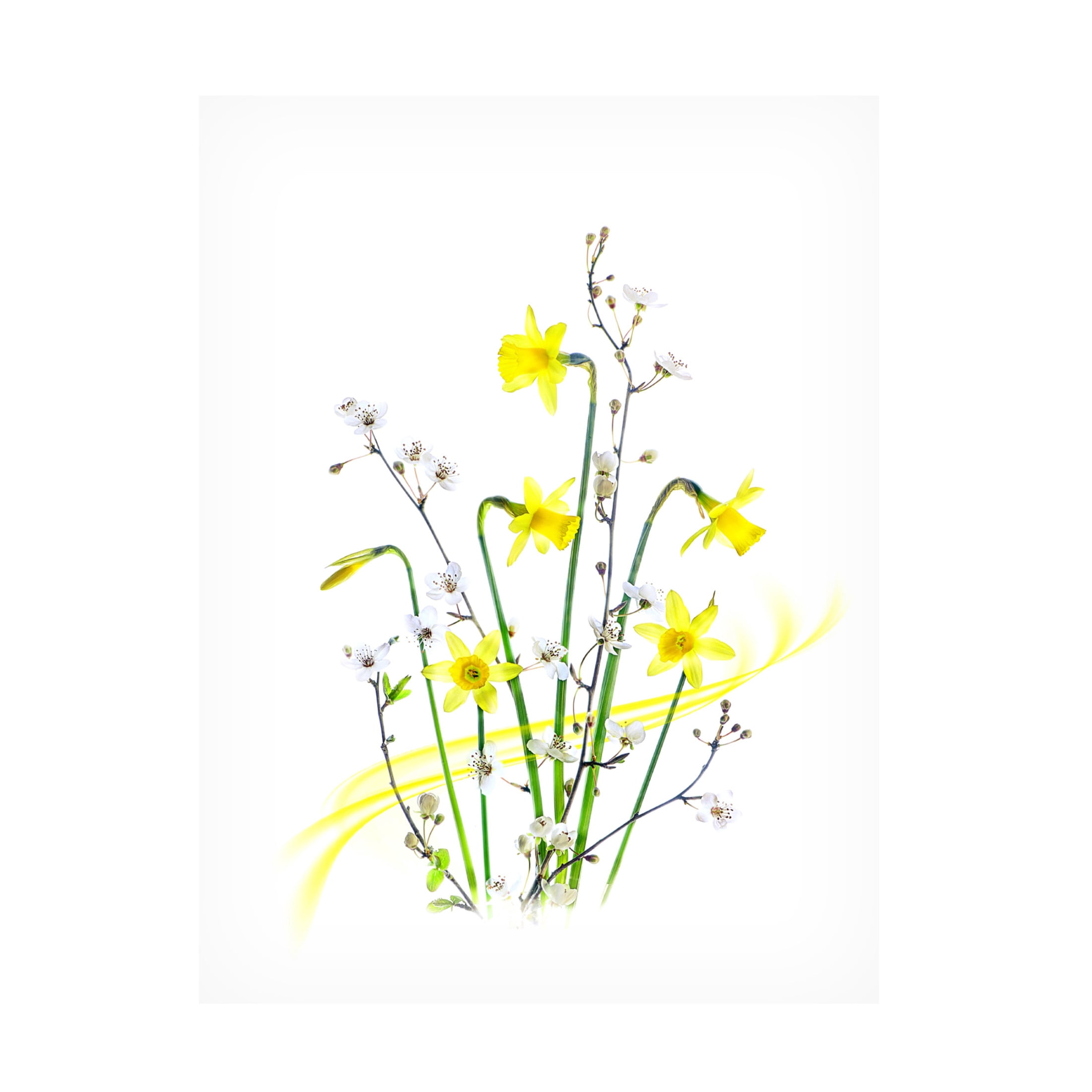Canvas Wall Art - Jacky Parker 'Simply Spring' Wall Art for Living Room, Bedroom, or Office D?cor by Trademark Fine Art - 14 x 19 Inches