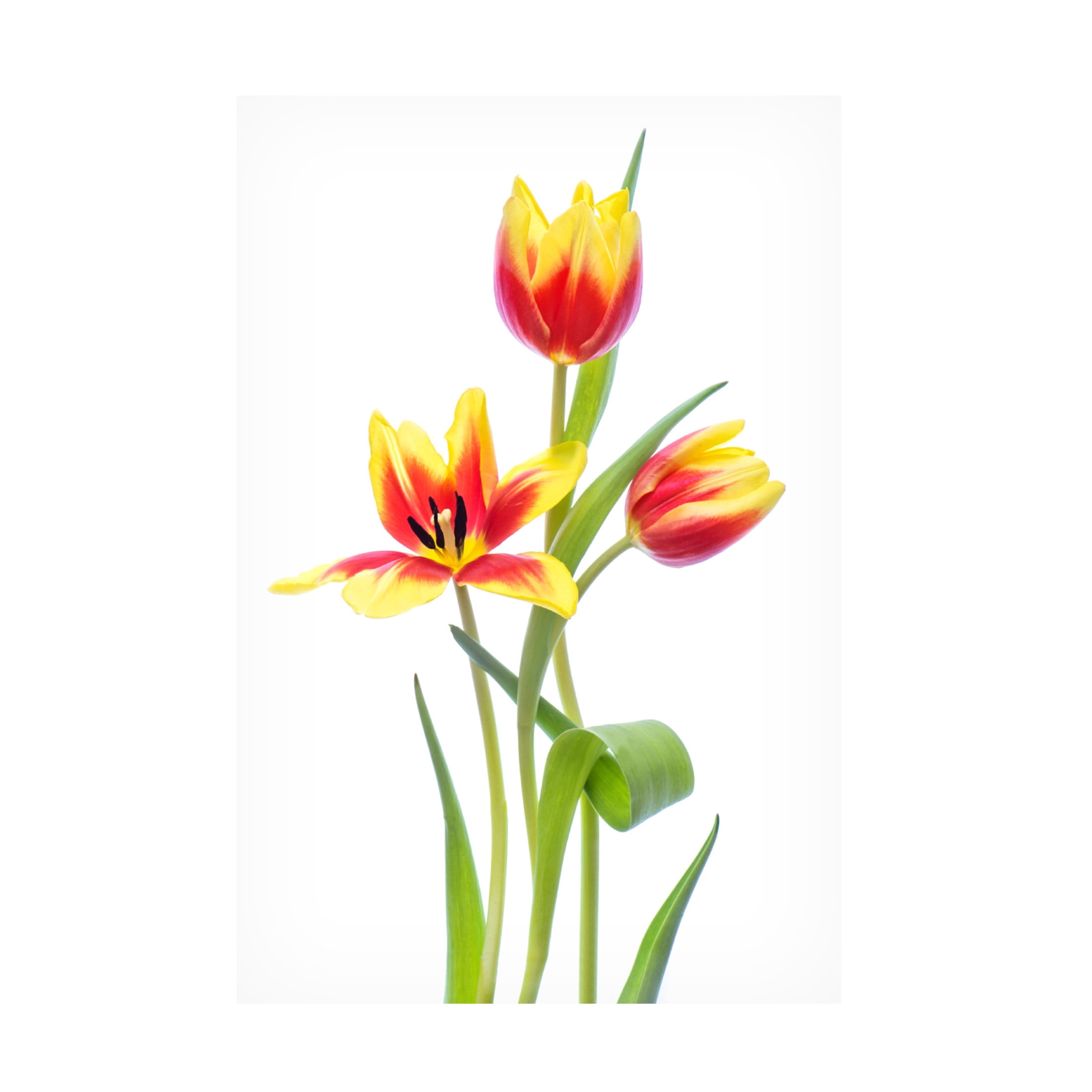 Canvas Wall Art - Jacky Parker 'Spring' Wall Art for Living Room, Bedroom, or Office Décor by Trademark Fine Art - 12 x 19 Inches