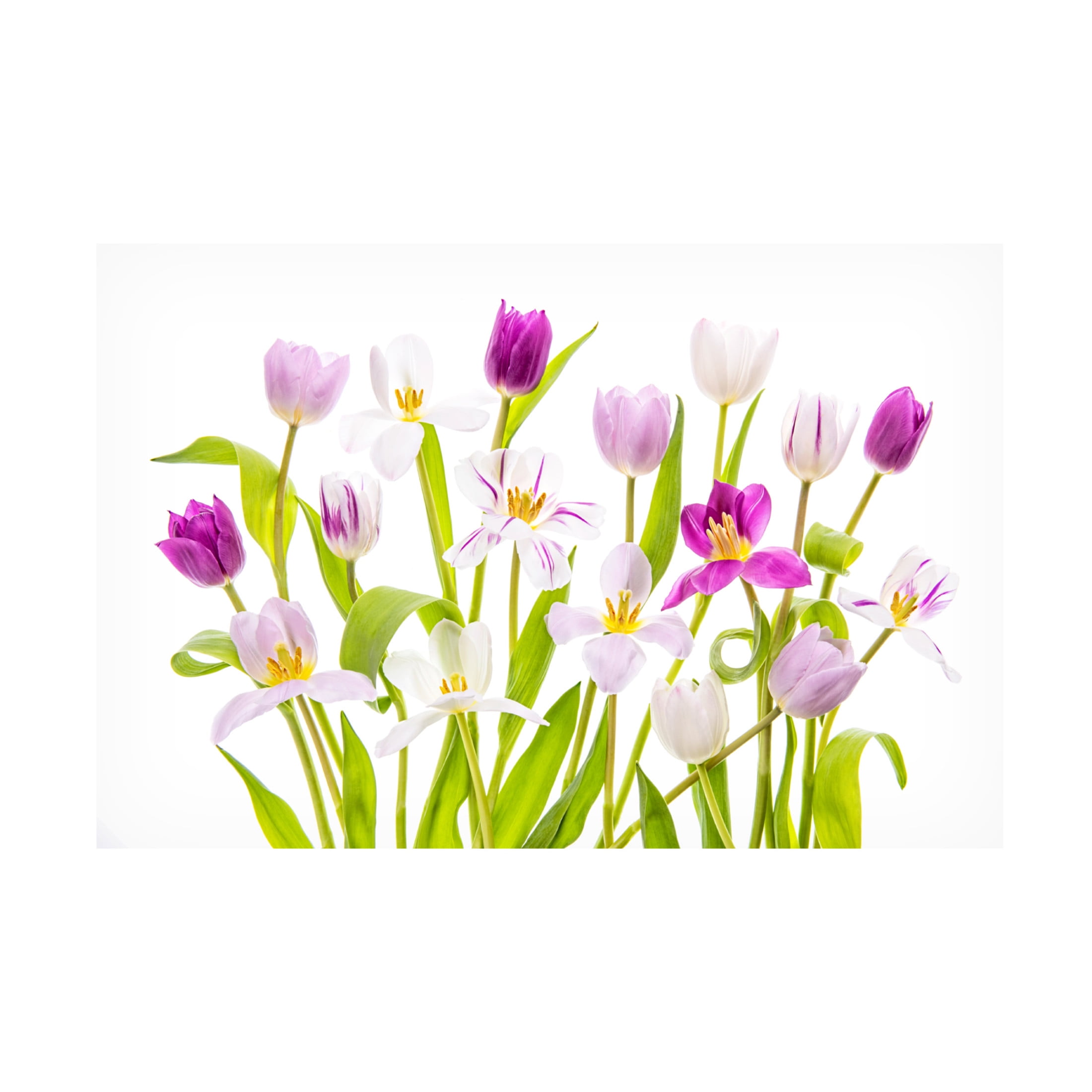 Canvas Wall Art - Jacky Parker 'Tulipa Spring' Wall Art for Living Room, Bedroom, or Office Décor by Trademark Fine Art - 24 x 16 Inches