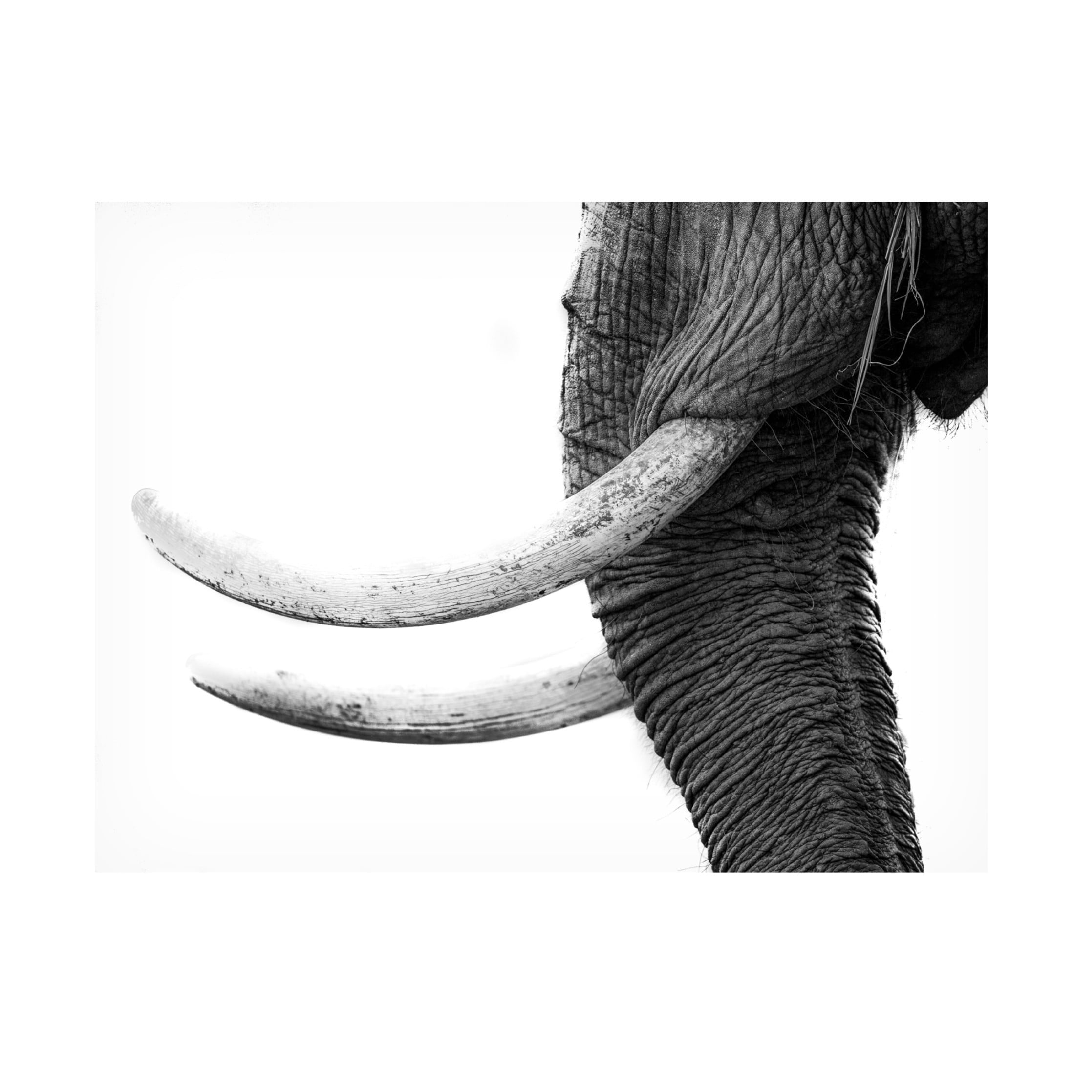 Canvas Wall Art - Jaco Marx 'White Gold' Wall Art for Living Room, Bedroom, or Office D?cor by Trademark Fine Art - 19 x 14 Inches