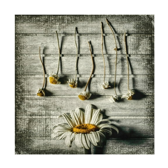 Canvas Wall Art - Jacqueline Van Bijnen 'Survival' Wall Art for Living Room, Bedroom, or Office Décor by Trademark Fine Art - 14 x 14 Inches