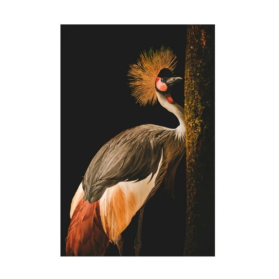 Canvas Wall Art - Jealousy 'Grey Crowned Crane' Wall Art for Living Room, Bedroom, or Office Décor by Trademark Fine Art - 22 x 32 Inches