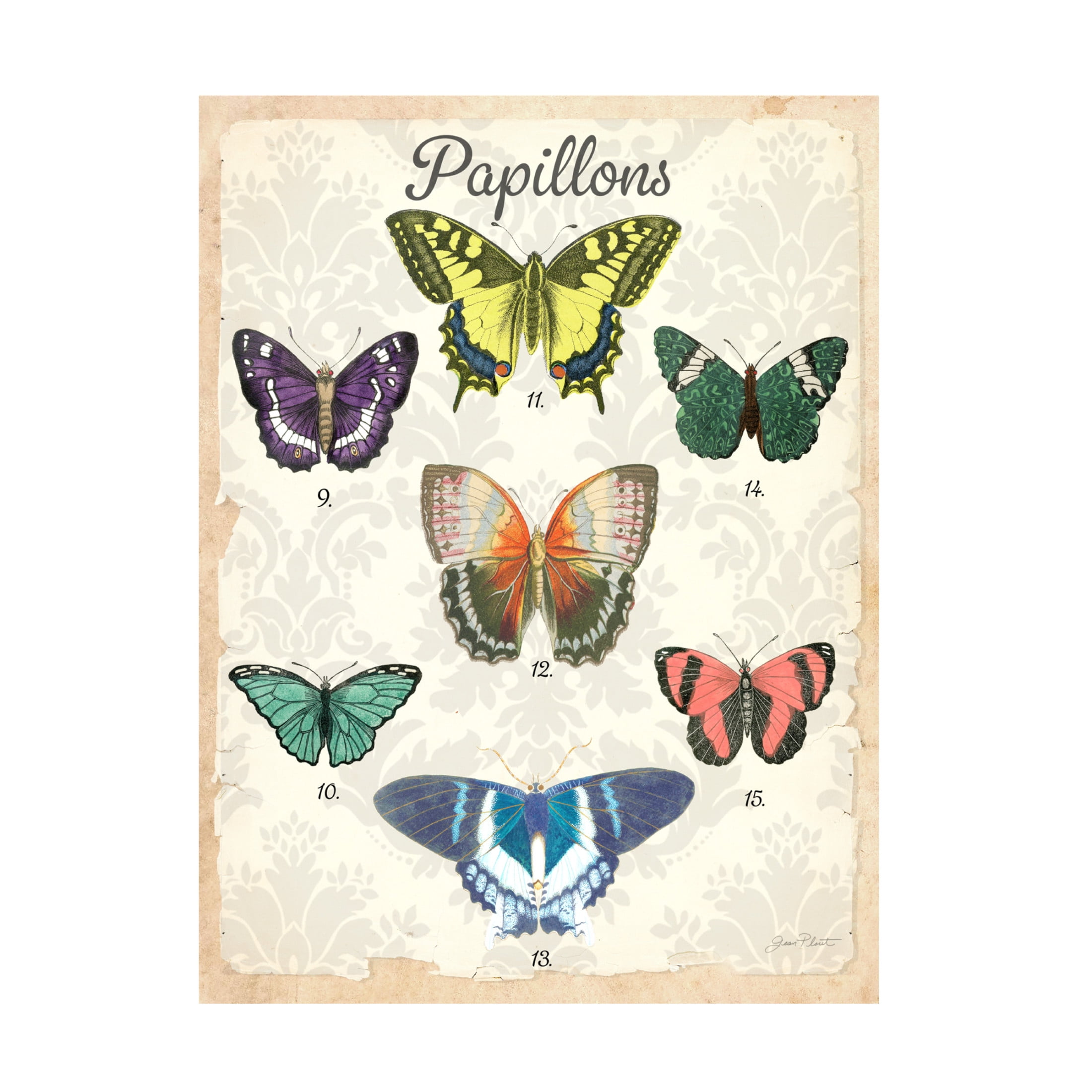 Canvas Wall Art - Jean Plout 'Beautiful Papillon Study B' Wall Art for Living Room, Bedroom, or Office Décor by Trademark Fine Art - 24 x 32 Inches