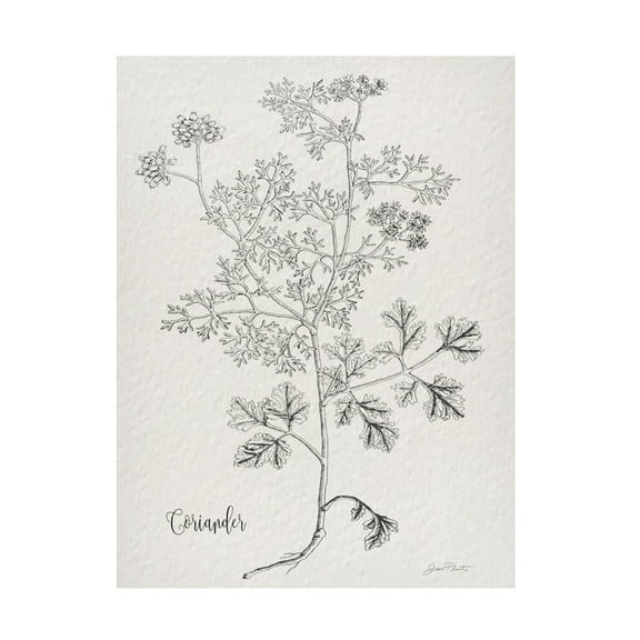 Canvas Wall Art - Jean Plout 'Botanical Studies on Paper A' Wall Art for Living Room, Bedroom, or Office Décor by Trademark Fine Art - 14 x 19 Inches