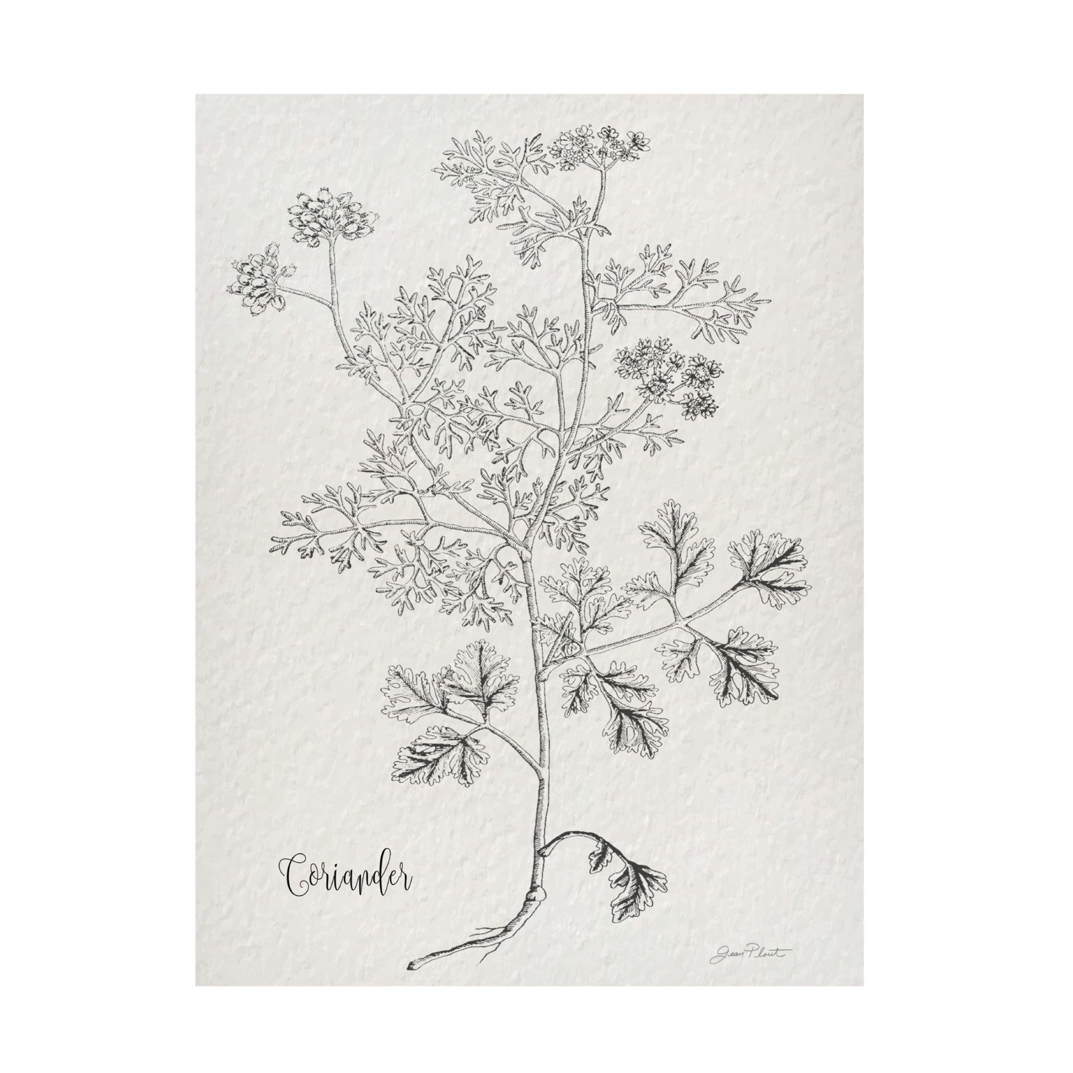 Canvas Wall Art - Jean Plout 'Botanical Studies on Paper A' Wall Art for Living Room, Bedroom, or Office Décor by Trademark Fine Art - 35 x 47 Inches