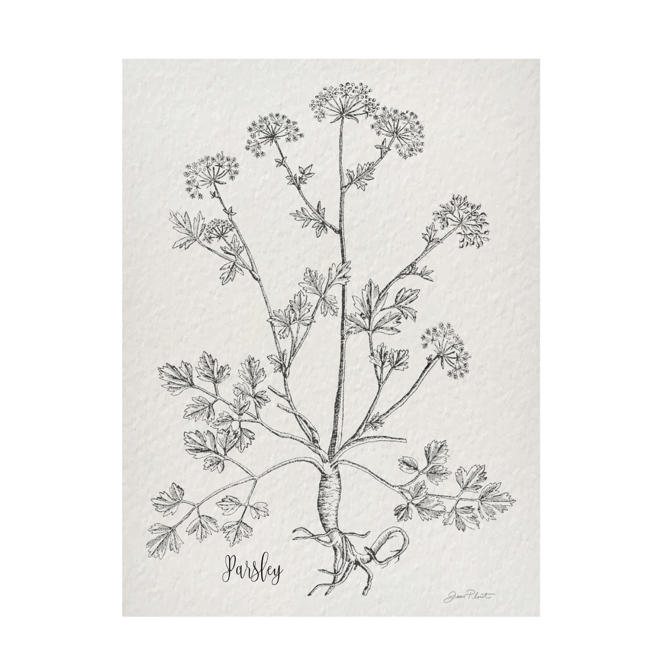 Canvas Wall Art - Jean Plout 'Botanical Studies on Paper B' Wall Art for Living Room, Bedroom, or Office Décor by Trademark Fine Art - 24 x 32 Inches