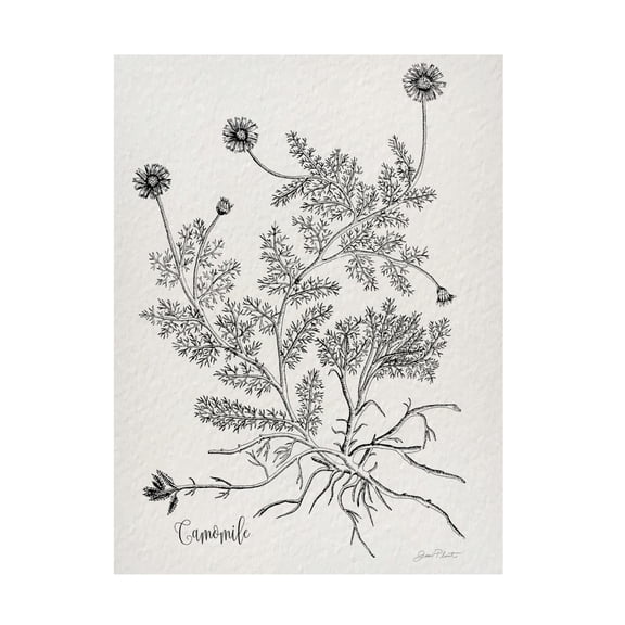 Canvas Wall Art - Jean Plout 'Botanical Studies on Paper C' Wall Art for Living Room, Bedroom, or Office Décor by Trademark Fine Art - 14 x 19 Inches