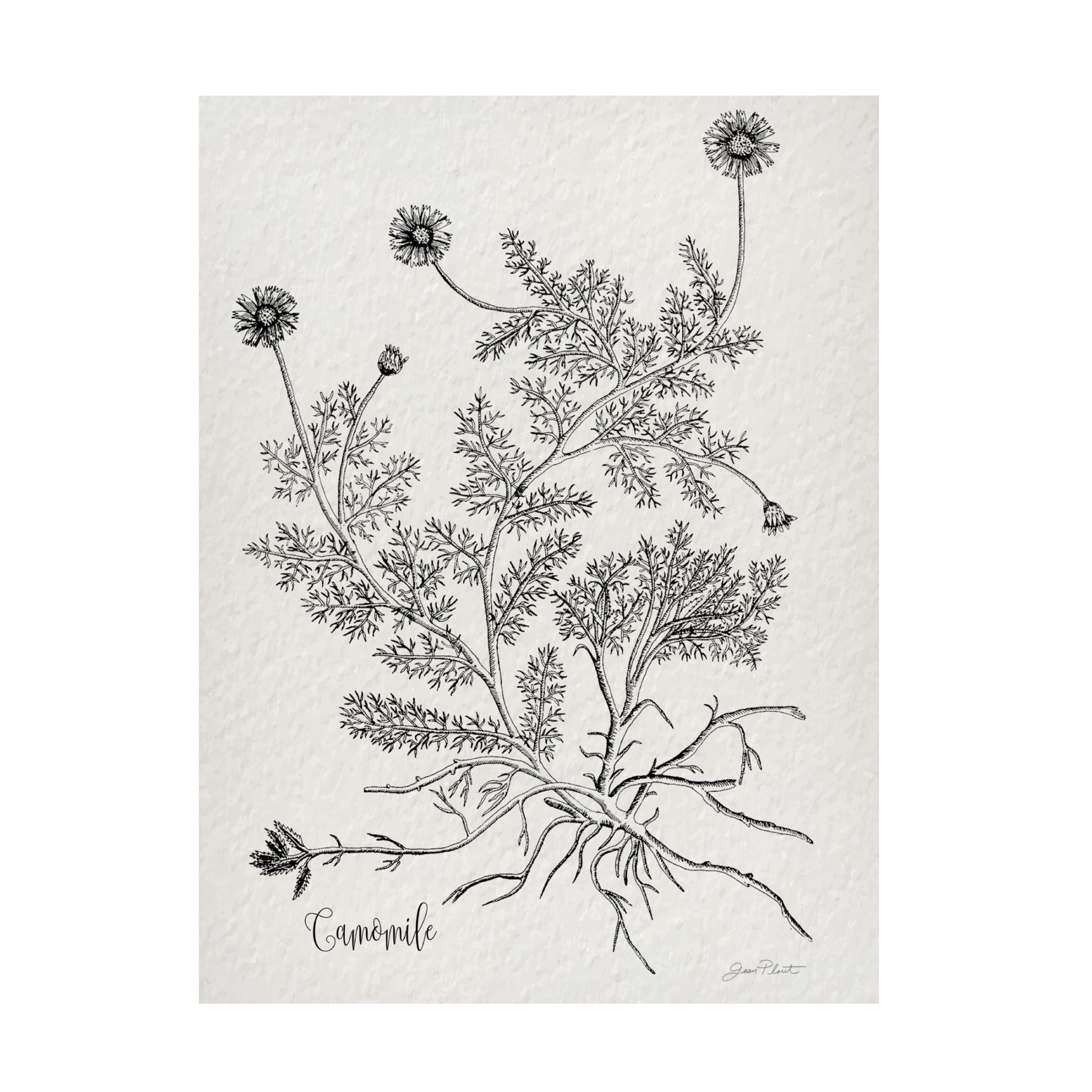 Canvas Wall Art - Jean Plout 'Botanical Studies on Paper C' Wall Art for Living Room, Bedroom, or Office Décor by Trademark Fine Art - 24 x 32 Inches