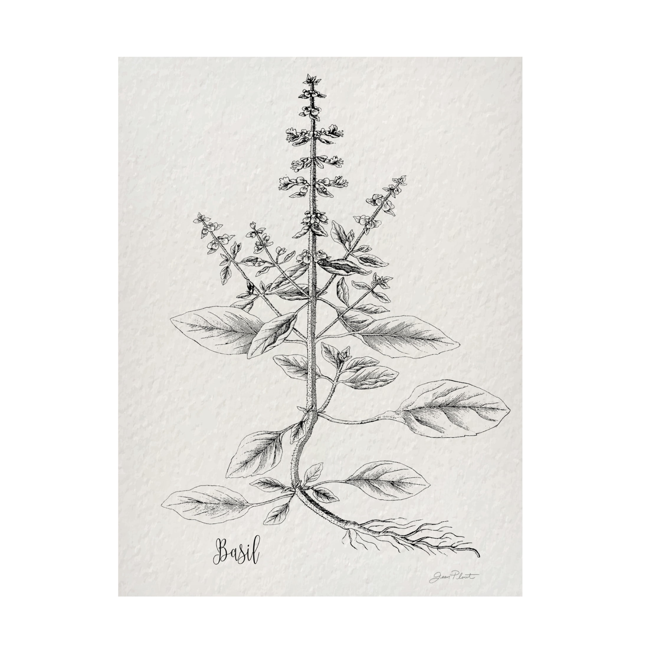 Canvas Wall Art - Jean Plout 'Botanical Studies on Paper D' Wall Art for Living Room, Bedroom, or Office Décor by Trademark Fine Art - 14 x 19 Inches