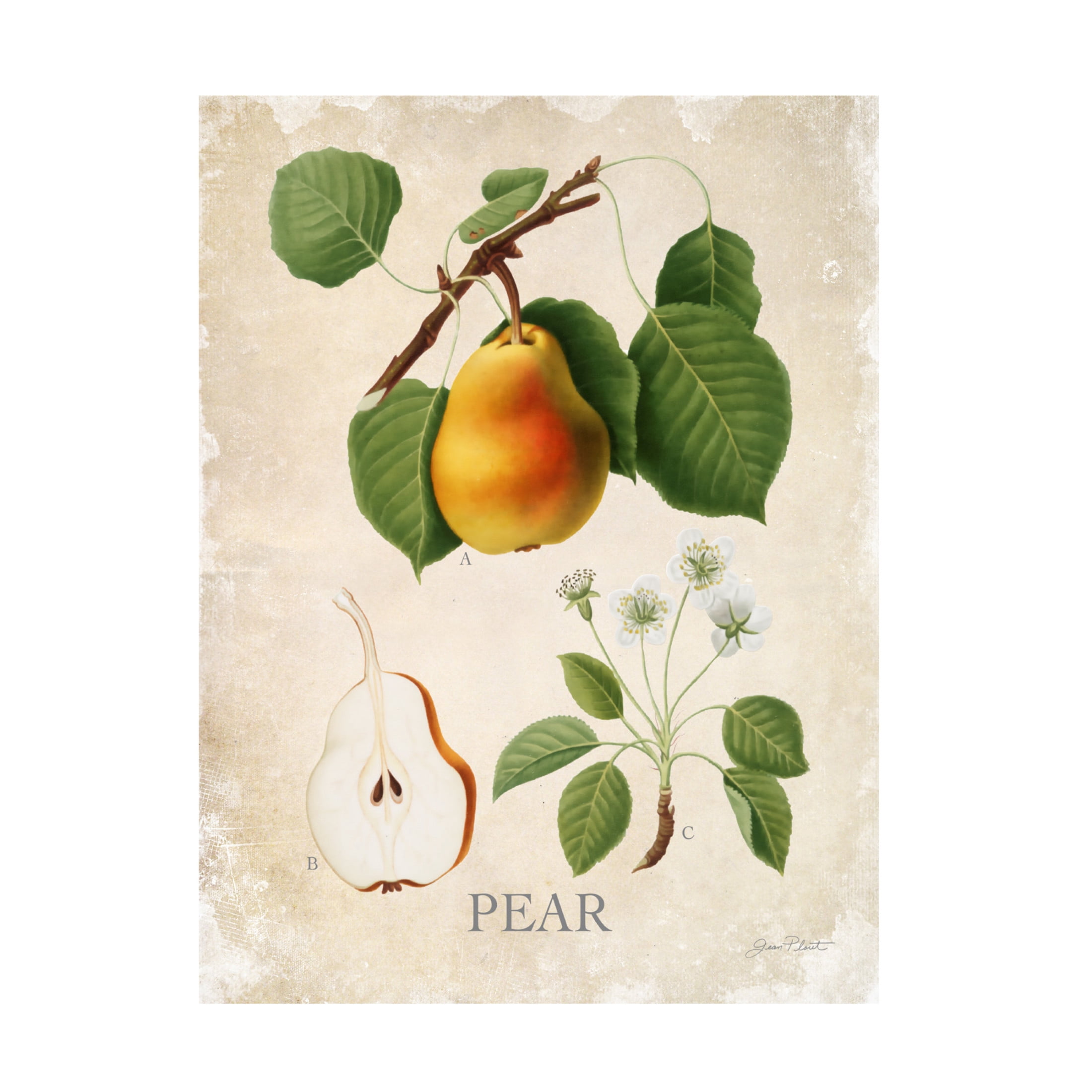 Canvas Wall Art - Jean Plout 'Luscious Fruit Study A' Wall Art for Living Room, Bedroom, or Office Décor by Trademark Fine Art - 35 x 47 Inches