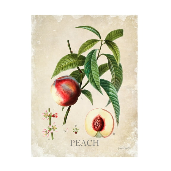 Canvas Wall Art - Jean Plout 'Luscious Fruit Study B' Wall Art for Living Room, Bedroom, or Office Décor by Trademark Fine Art - 14 x 19 Inches