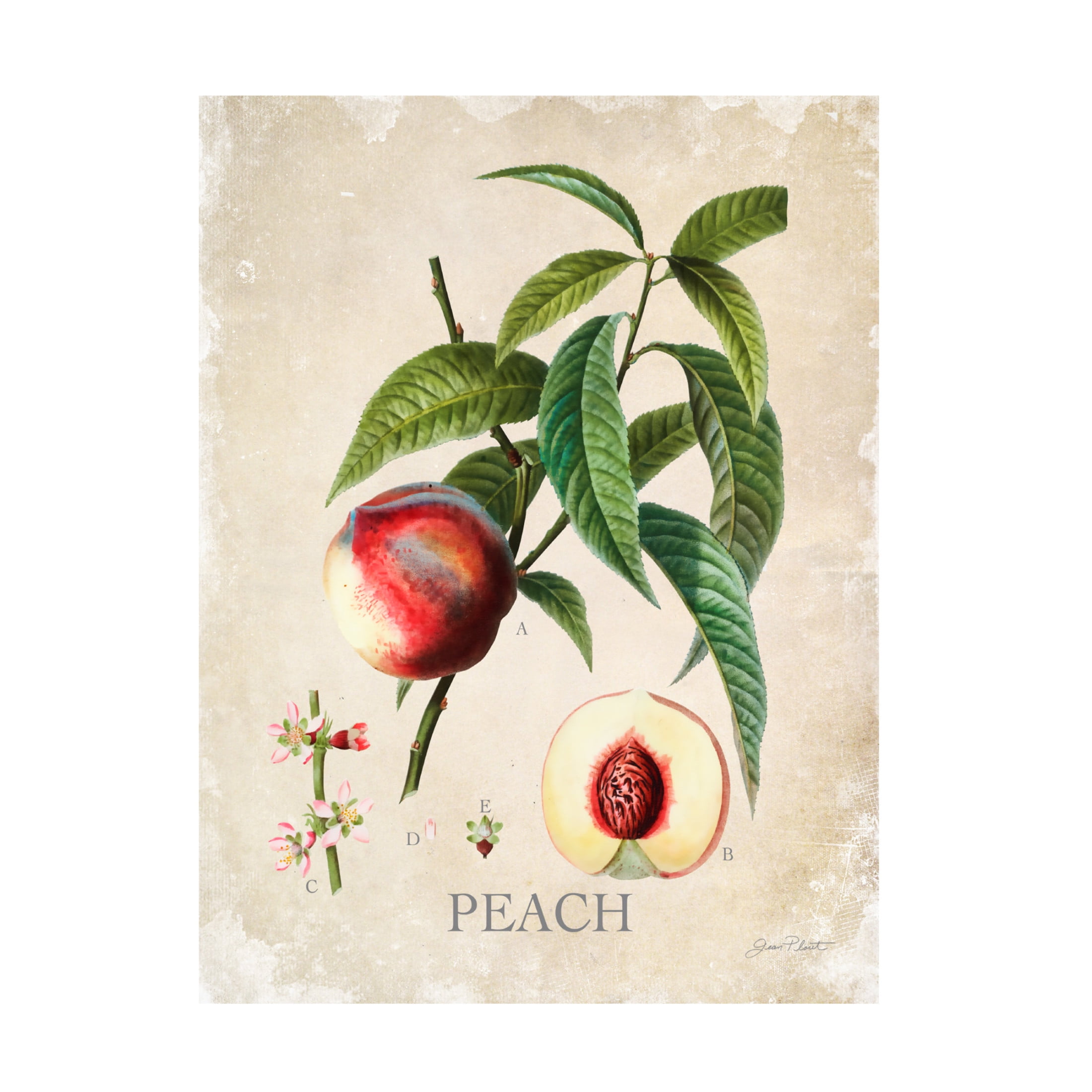 Canvas Wall Art - Jean Plout 'Luscious Fruit Study B' Wall Art for Living Room, Bedroom, or Office Décor by Trademark Fine Art - 35 x 47 Inches